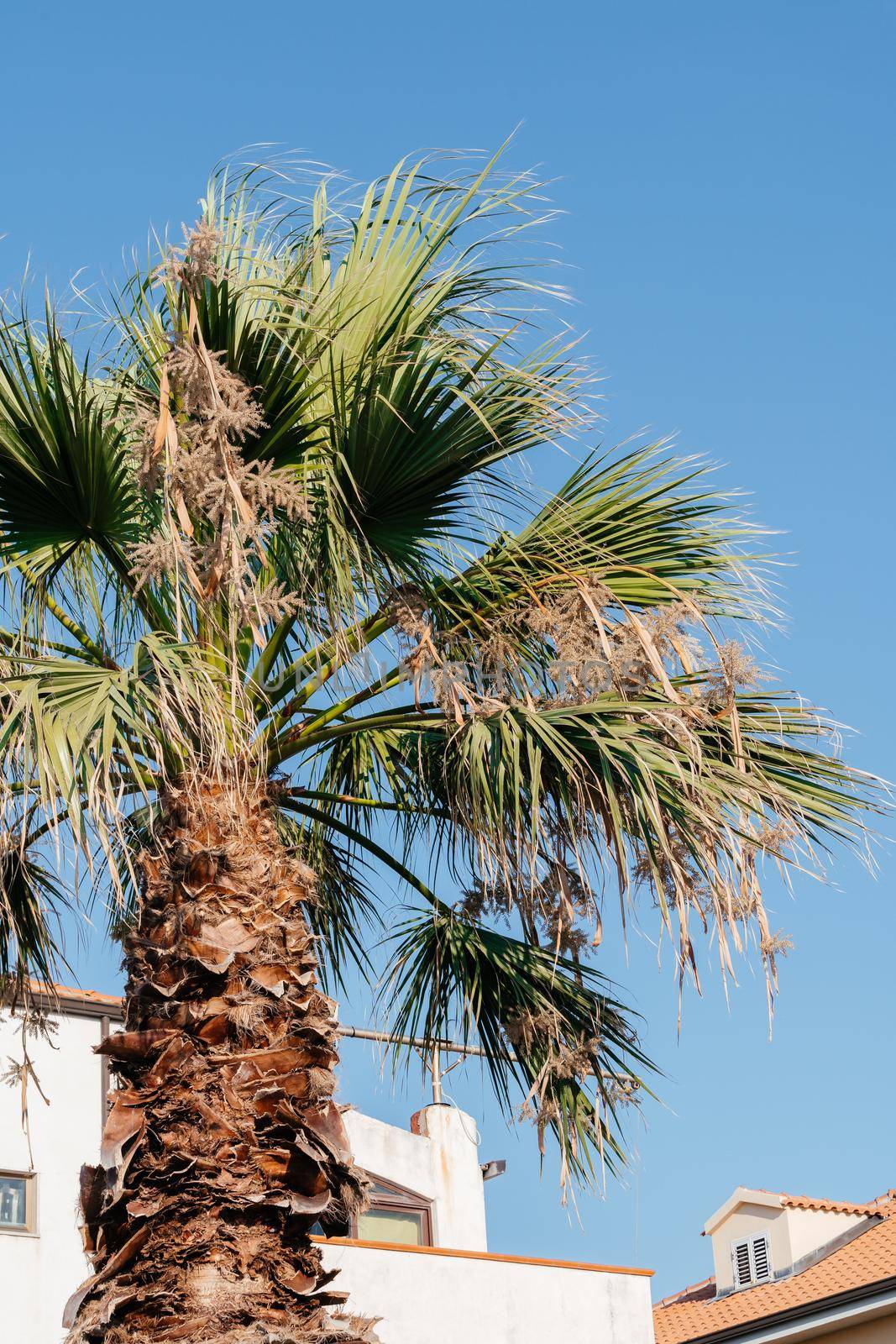 Palm trees against blue sky on sunny summer day, Calabria seaside, Southern Italy