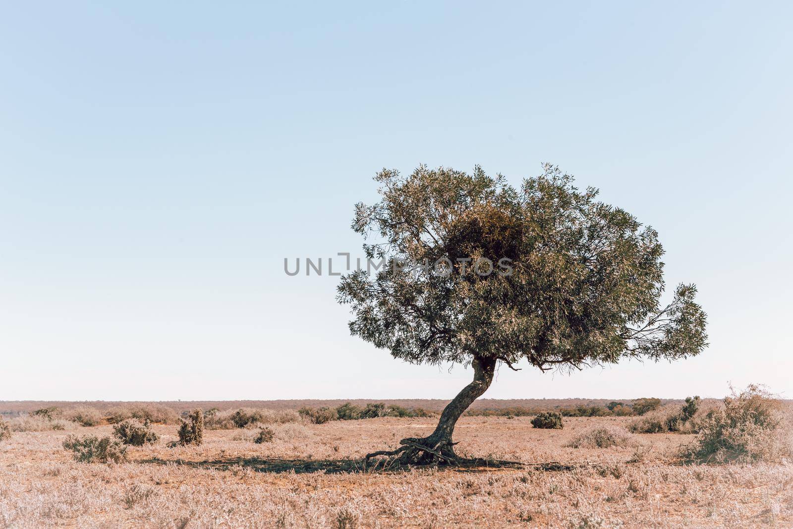 One tree among the scrub desert of inland Australia by lovleah