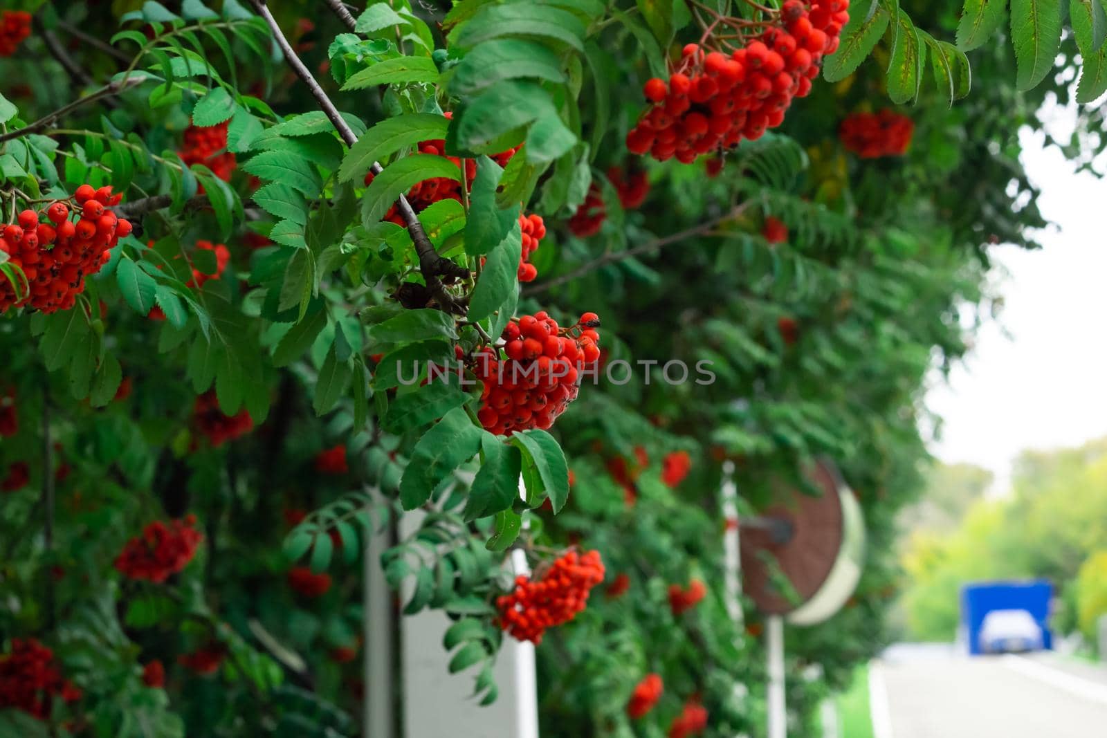 Bunches of ripe red Mountain Ash berries on branches with green leaves, rowan trees by the road in summer autumn garden, close up