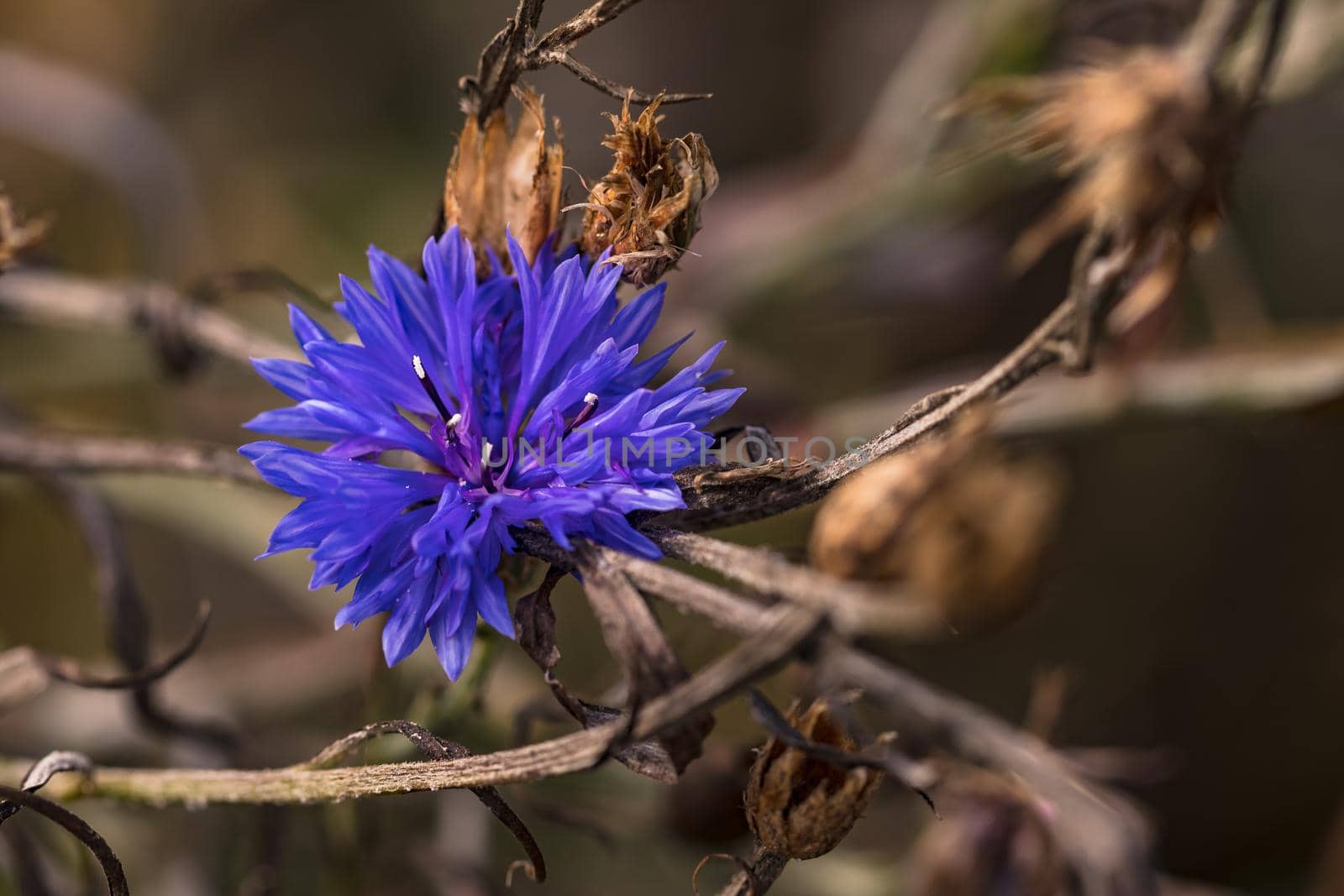 One isolated blue cornflower in front of curved brown leaves and stems, Germany by astrosoft