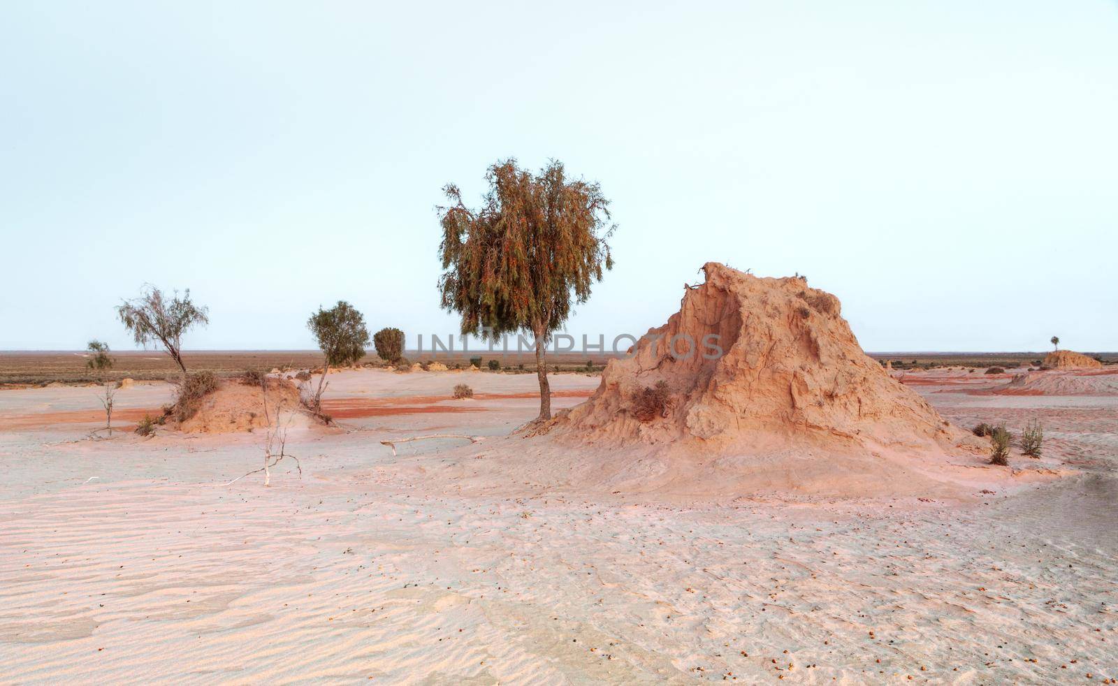 Mounds in the Australian desert support the only trees around as they are a mixture of sand and clays. Drifting colours of ochre clays can also be seen