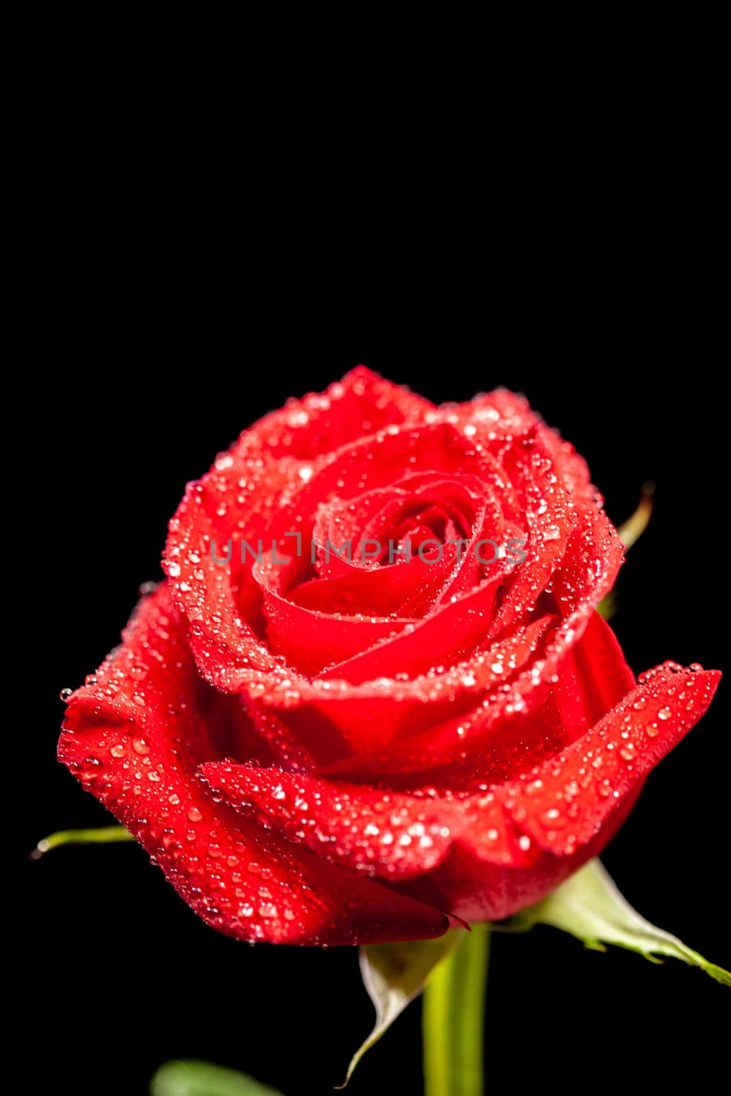 Beautiful blossomed red rose with rain drops over black background. Symbol of love. Anniversary gift.