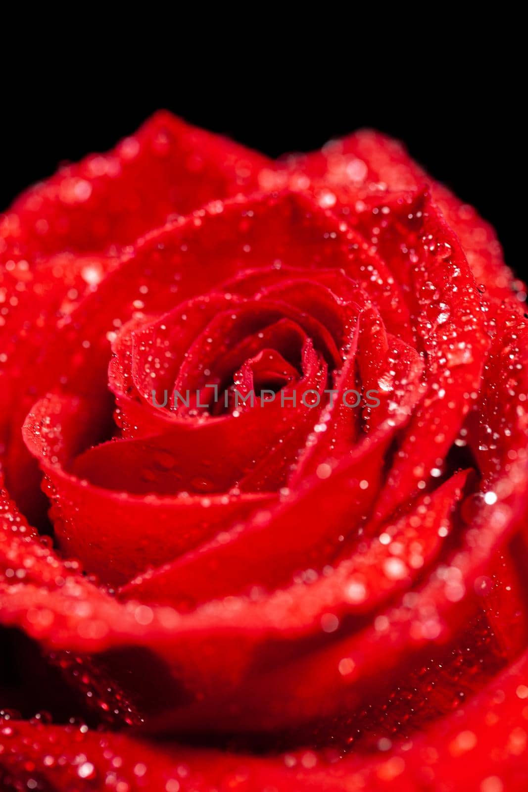 Close up of fresh beautiful red rose over black background. Natural flower. Single Rose. Element of love.