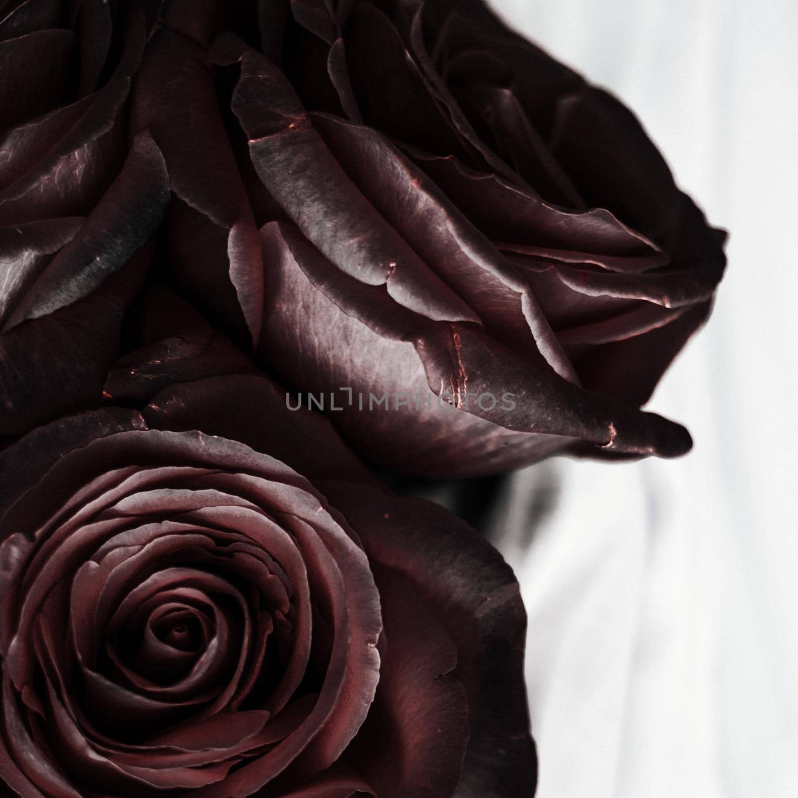 black rose flower - wedding, holiday and floral garden styled concept, elegant visuals