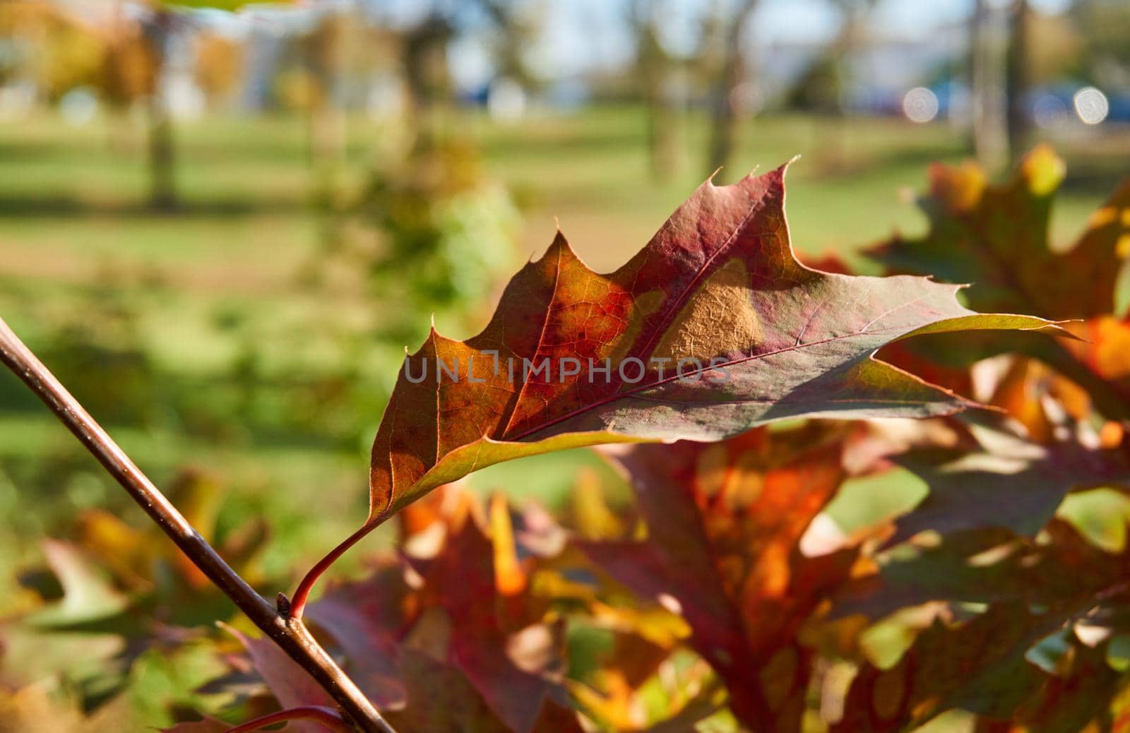 Autumn is one of the four temperate seasons. Outside the tropics, autumn marks the transition from summer to winter. Red autumn oak leaf on a warm sunny day