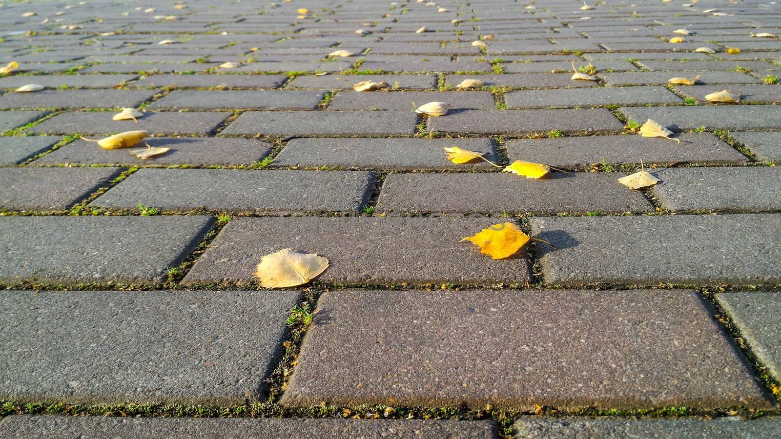 Autumn background of brick road with sprouted grass between it and yellow autumn leaves. Low viewing angle with prospect of removal by Laguna781