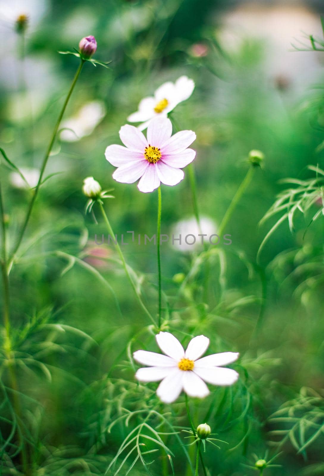 daisy garden - gardening, flowers and nature styled concept by Anneleven