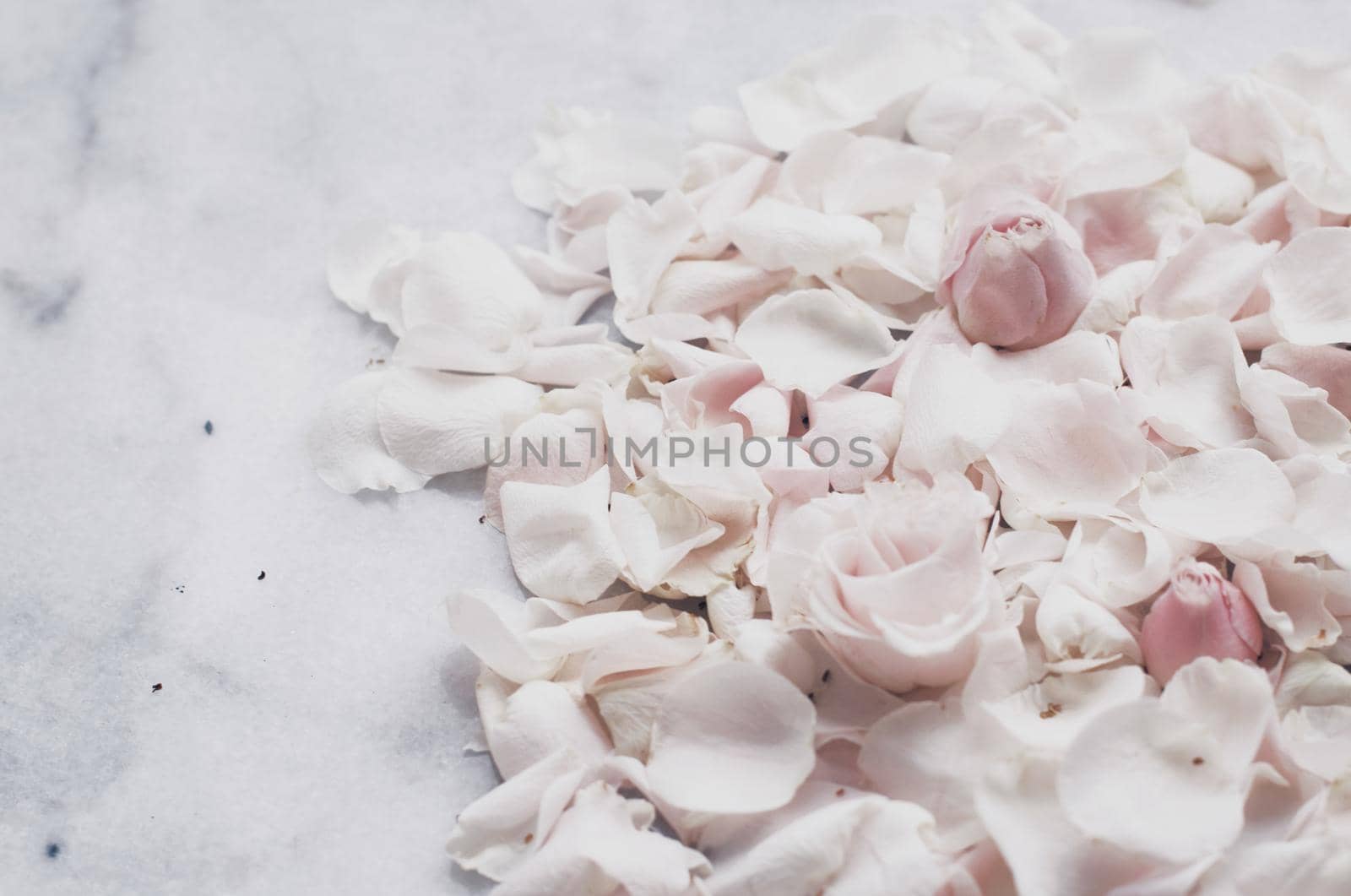 rose flower petals on marble - wedding, holiday and floral garden styled concept, elegant visuals