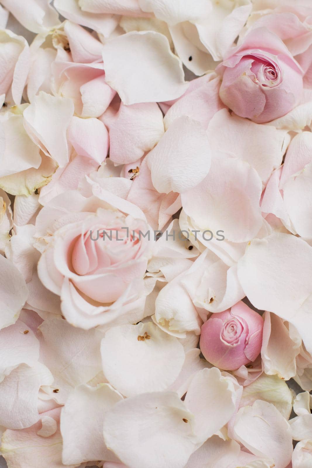 rose flower petals on marble - wedding, holiday and floral garden styled concept, elegant visuals