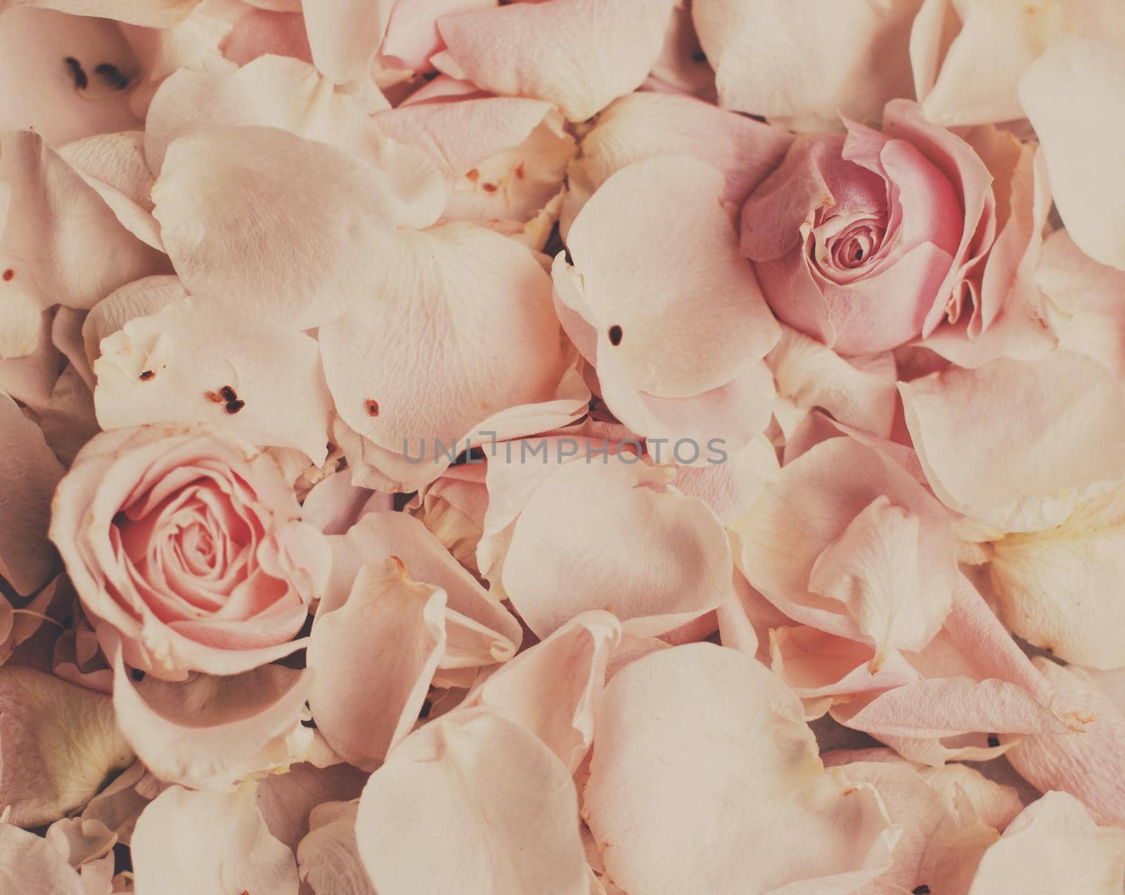 rose flower petals on marble - wedding, holiday and floral garden styled concept, elegant visuals