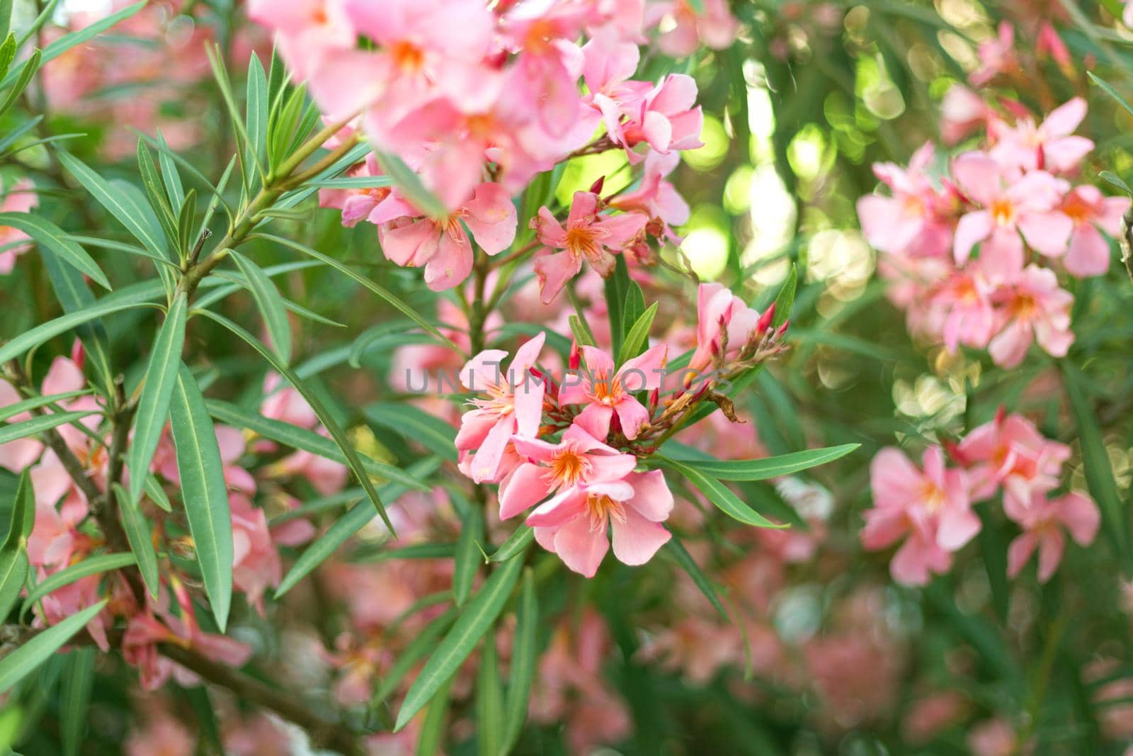 Beautiful pink oleander flowers on blur green leaves background.