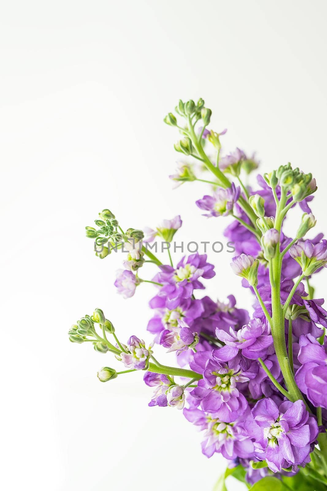 Very beautiful matthiola flowers, beautiful lavender color, bouquet on a white background, place for an inscription