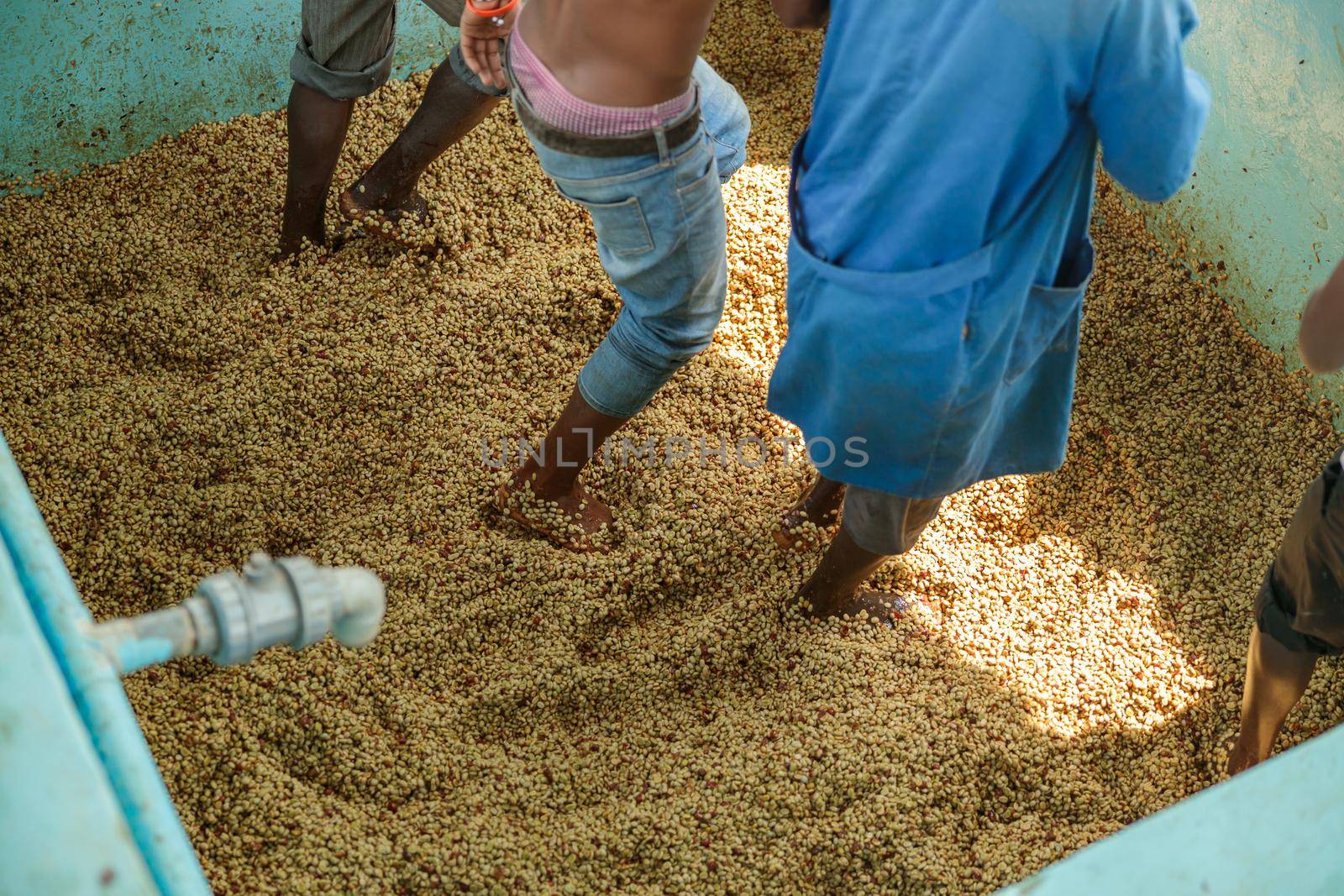 Cropped photo of male workers shuffling coffee beans with their feet at washing station at farm. Rwanda. Coffee production