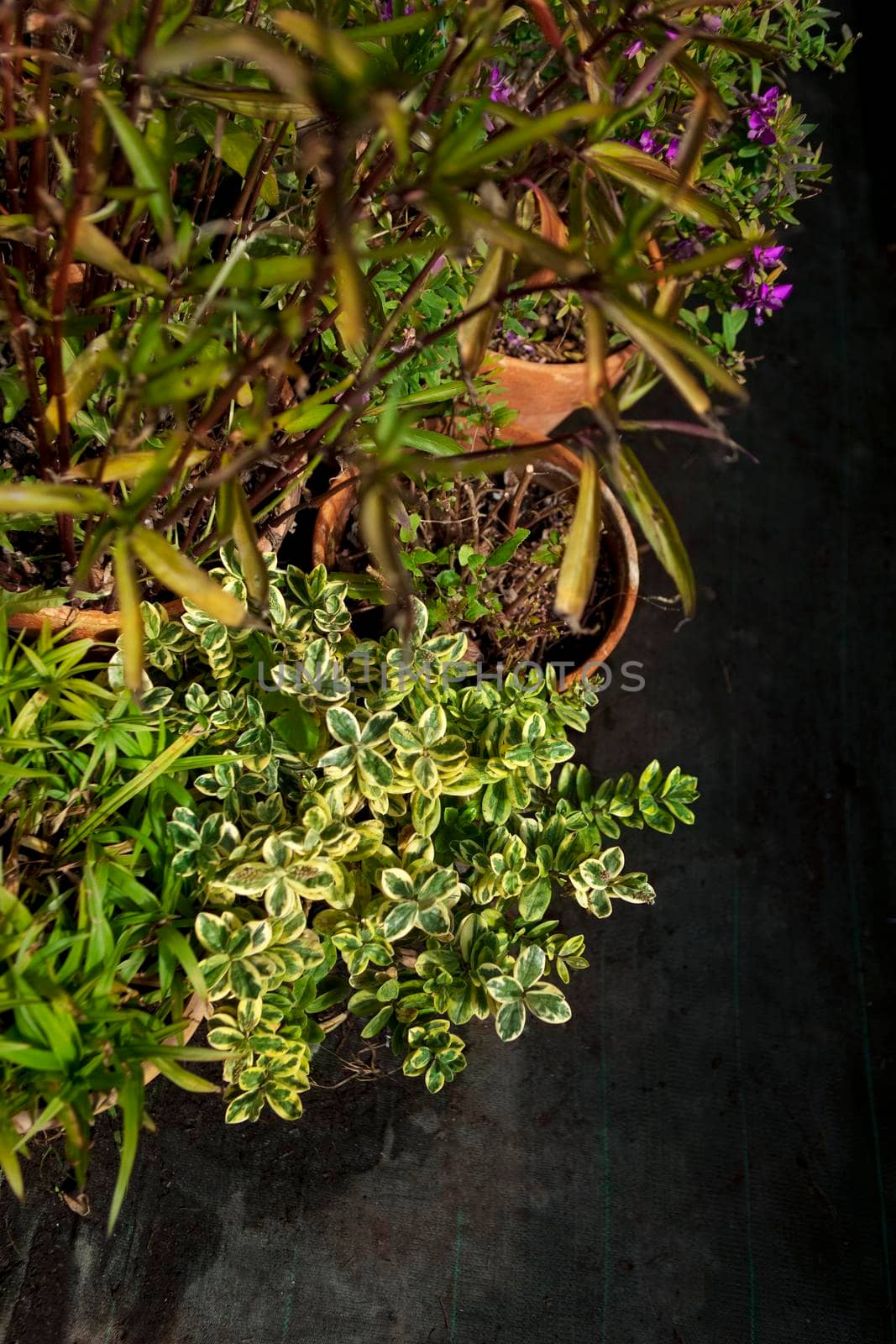 Potted plants and flowers in a greenhouse