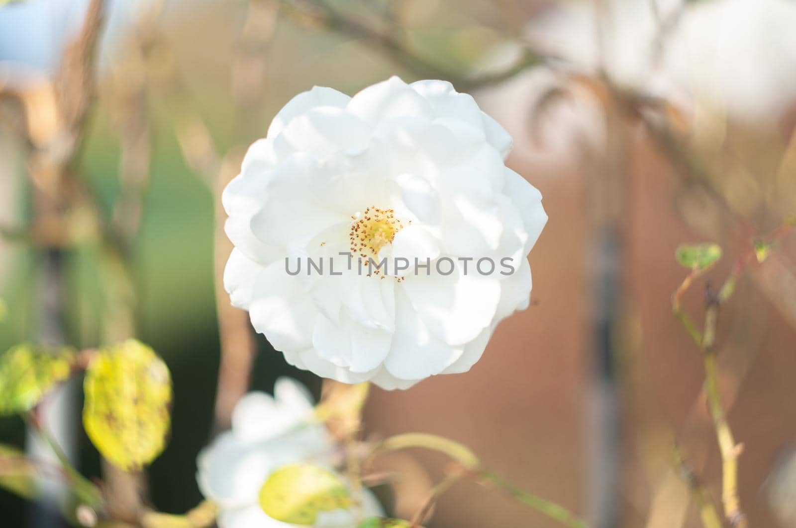 abundantly blooming bush white rose by the fence on the background of house, beautiful floral background. High quality photo