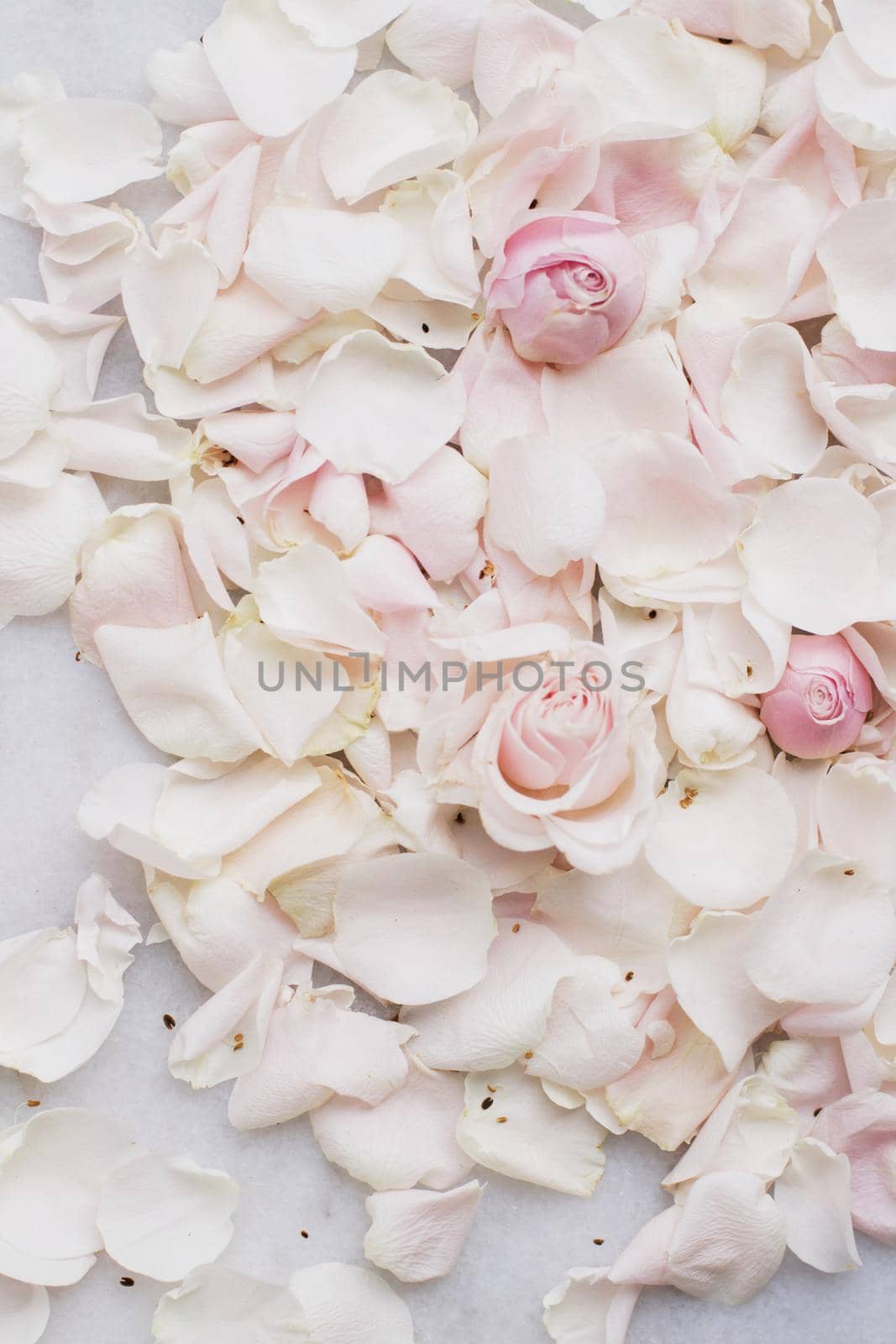 rose flower petals on marble - wedding, holiday and floral garden styled concept, elegant visuals