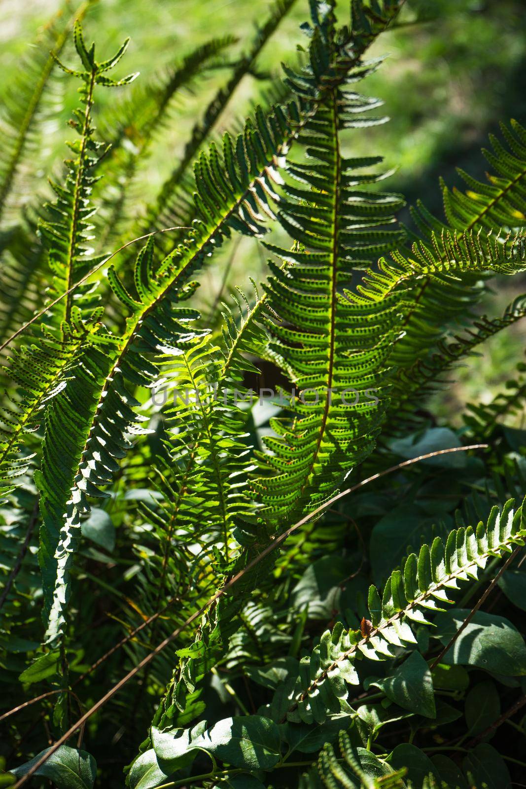Nephrolepis exaltata (The Sword Fern) - a species of fern in the family Lomariopsidaceae in a wild summer forest