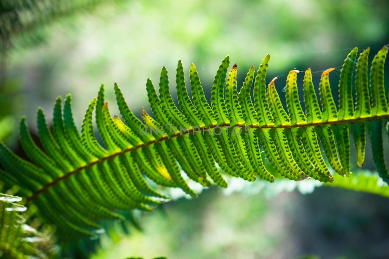 Nephrolepis exaltata (The Sword Fern) - a species of fern in the family Lomariopsidaceae in a wild summer forest