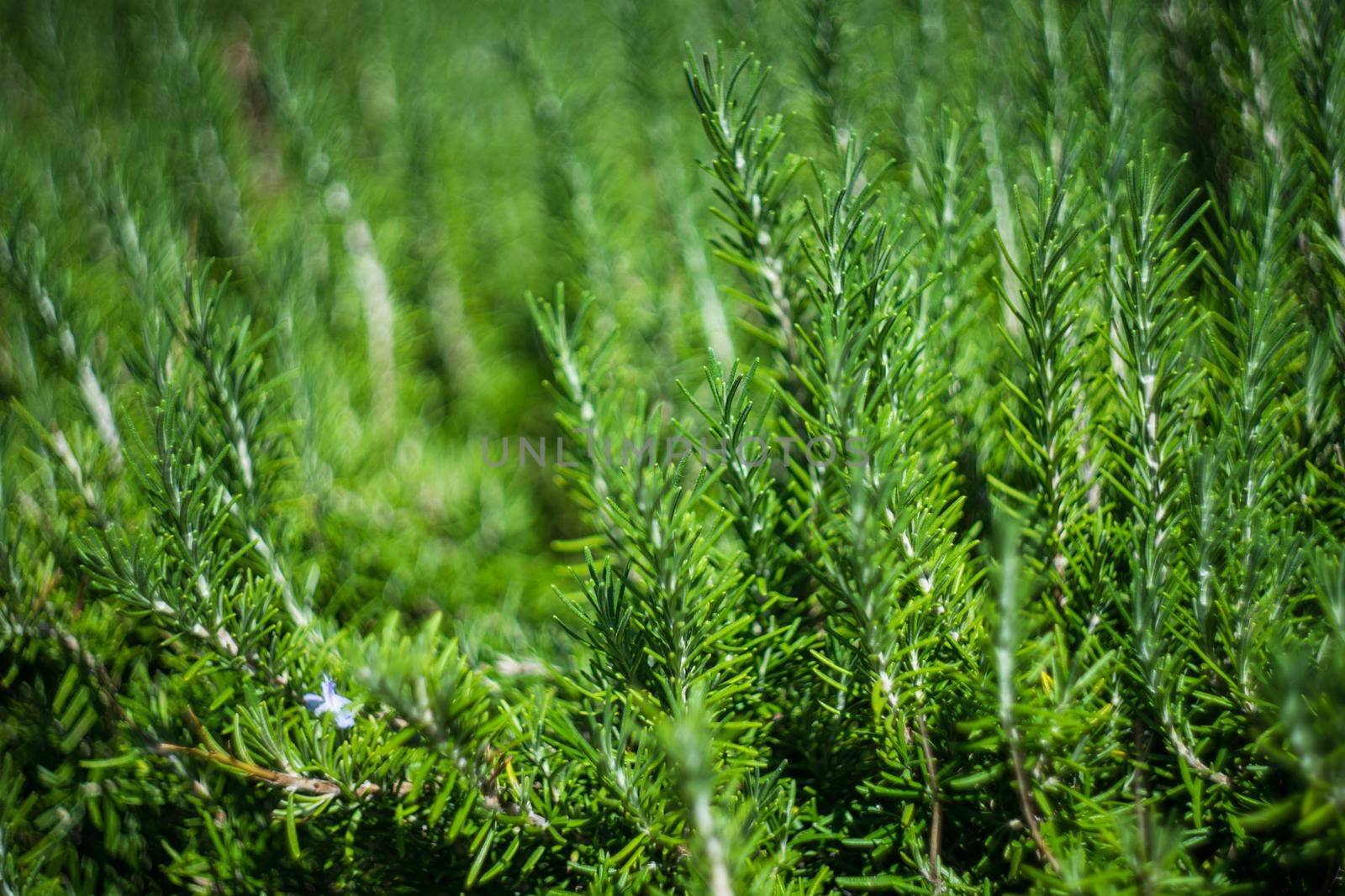 Rosemary herb in a garden ready to use in cooking