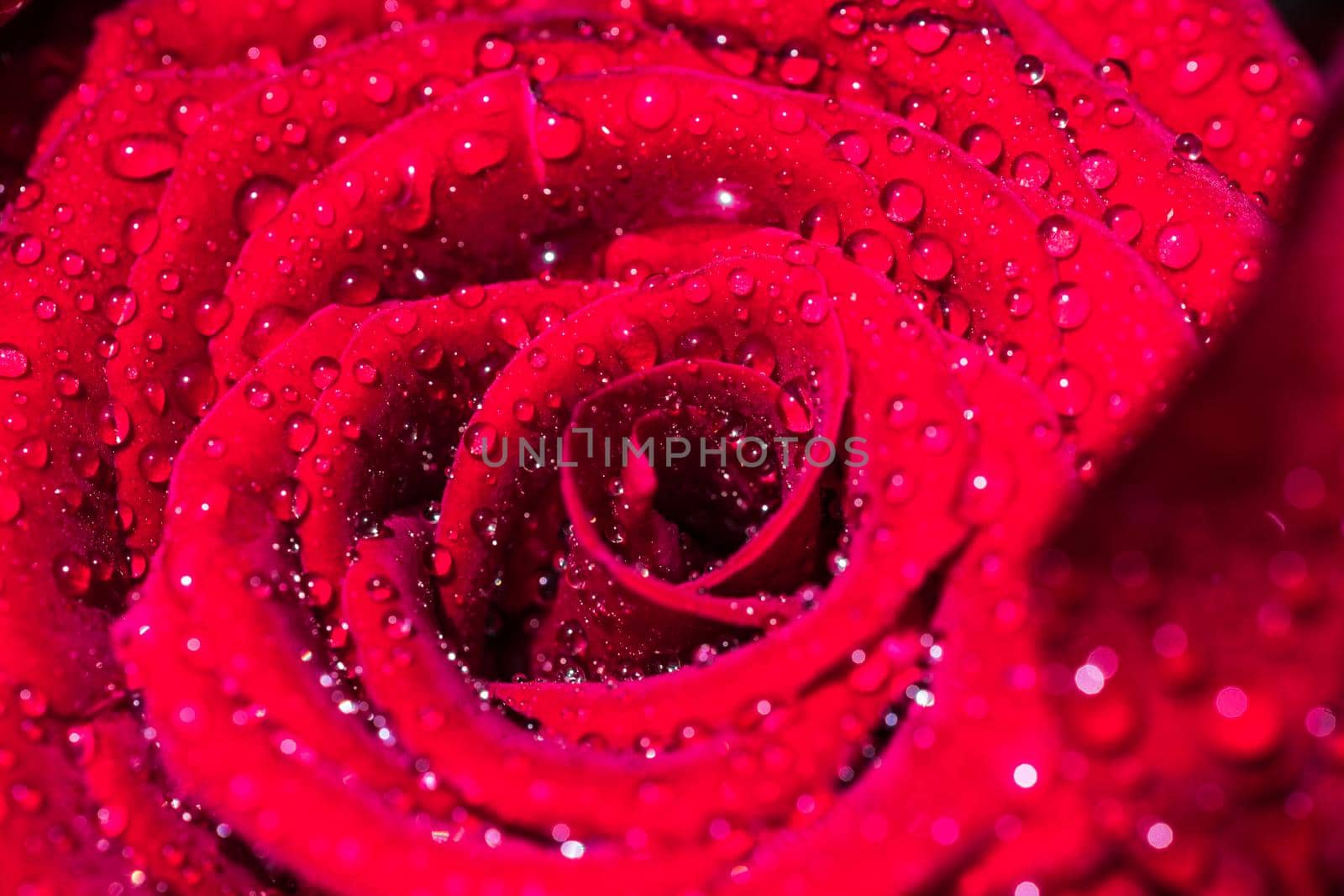Bouquet with beautiful red roses with water drops and copyspace