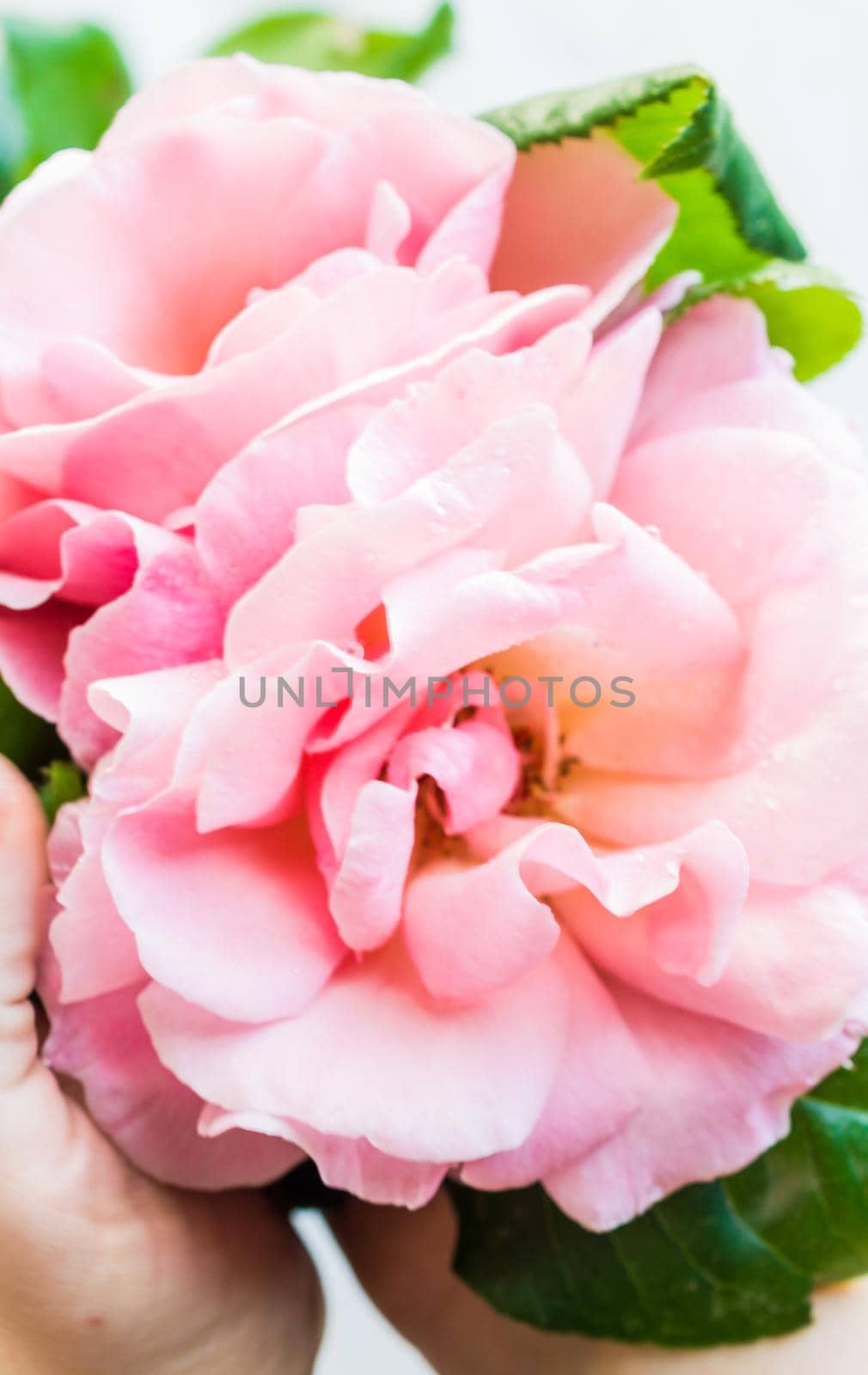 Summer frame with roses on dark wooden background