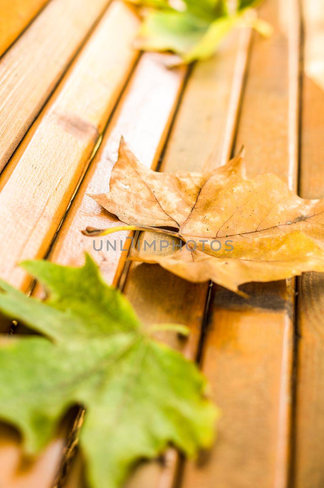 Old wooden bench with no people in the bright autumnal park