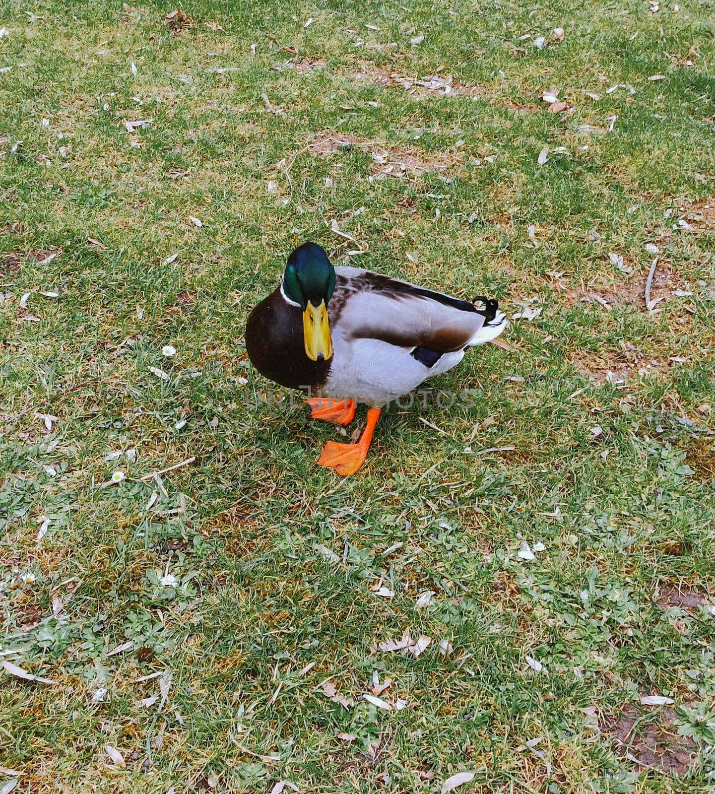 Wild motley waterfowl duck on lake water close-up with copy space. Birds and animals in wildlife concept. by biruzza