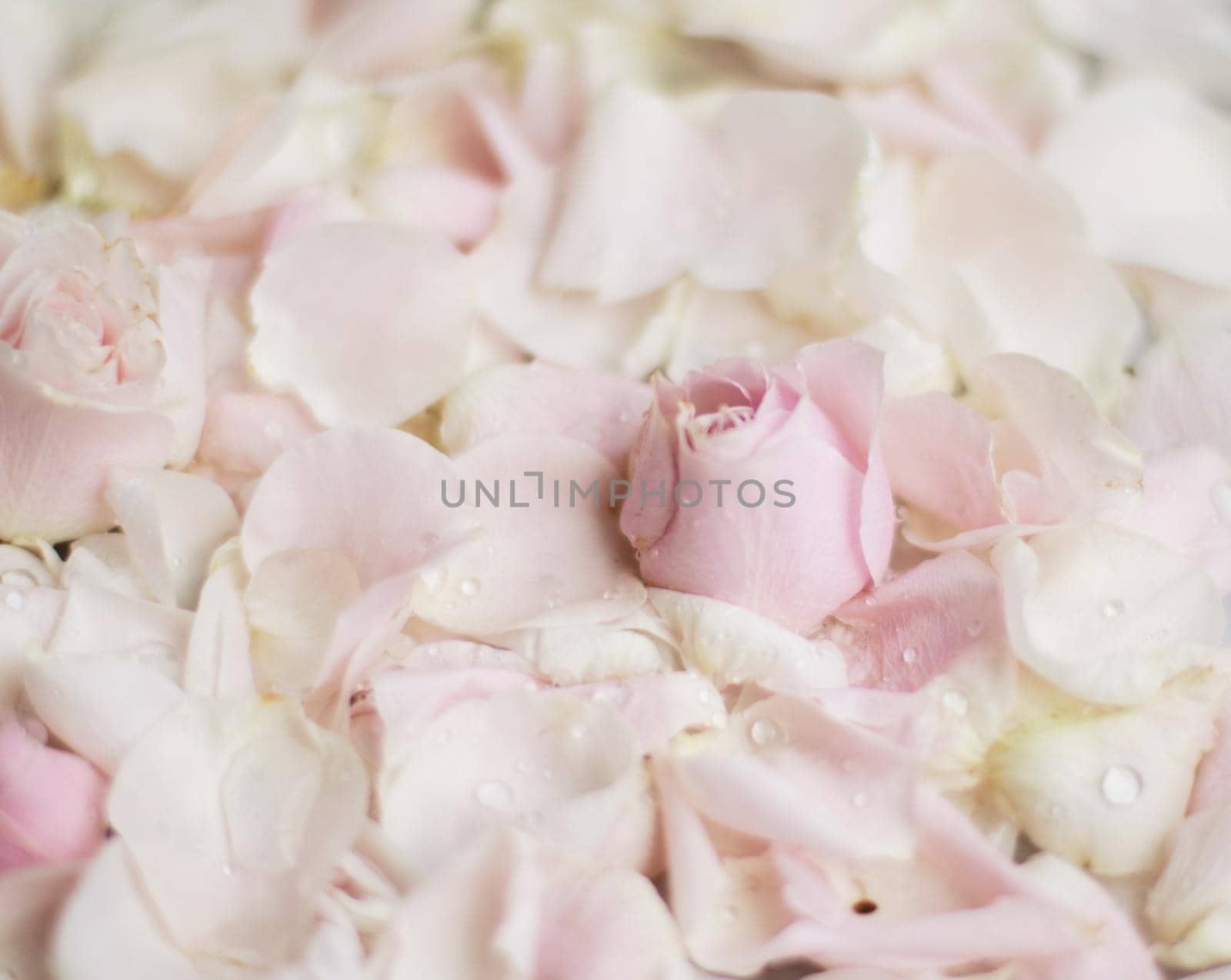 rose flower petals on marble - wedding, holiday and floral garden styled concept, elegant visuals