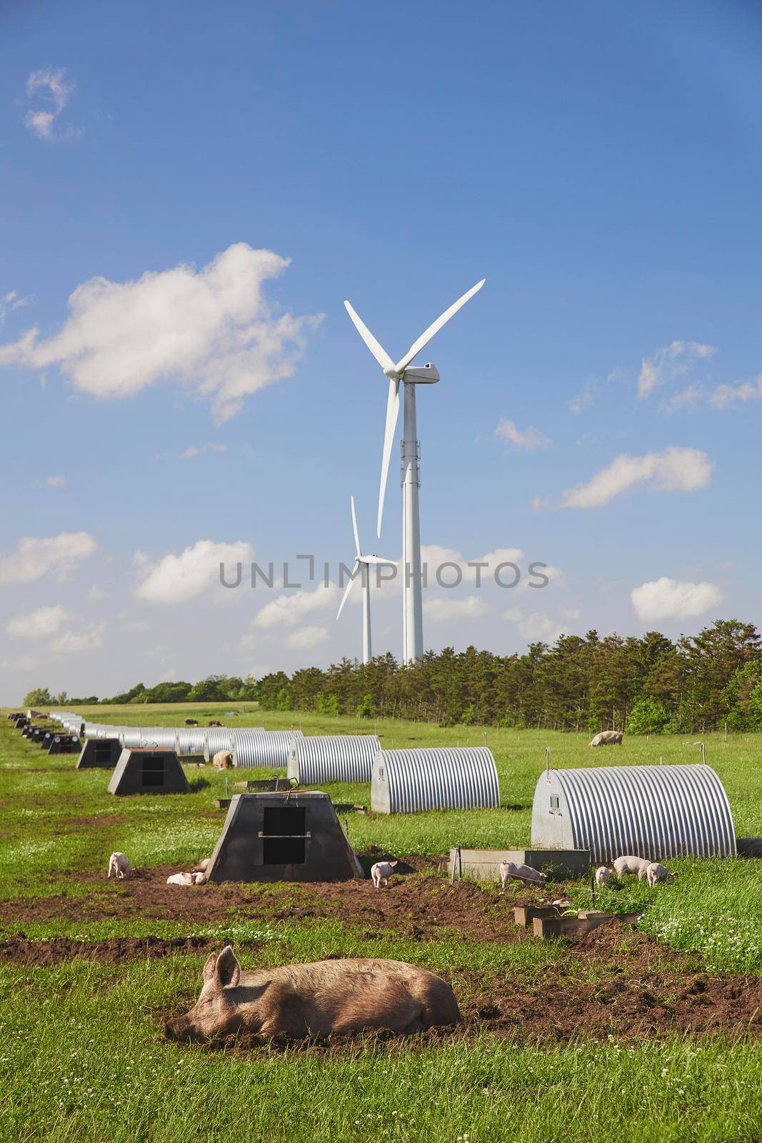 Eco pig farm in Denmark. Green energy. High quality photo