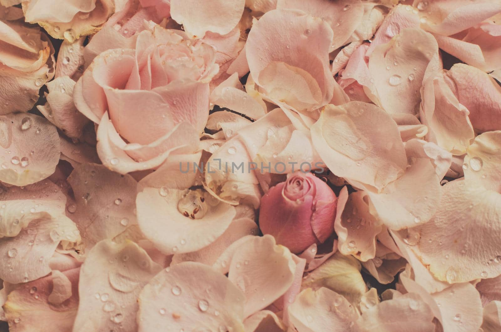 rose flower petals on marble - wedding, holiday and floral garden styled concept, elegant visuals