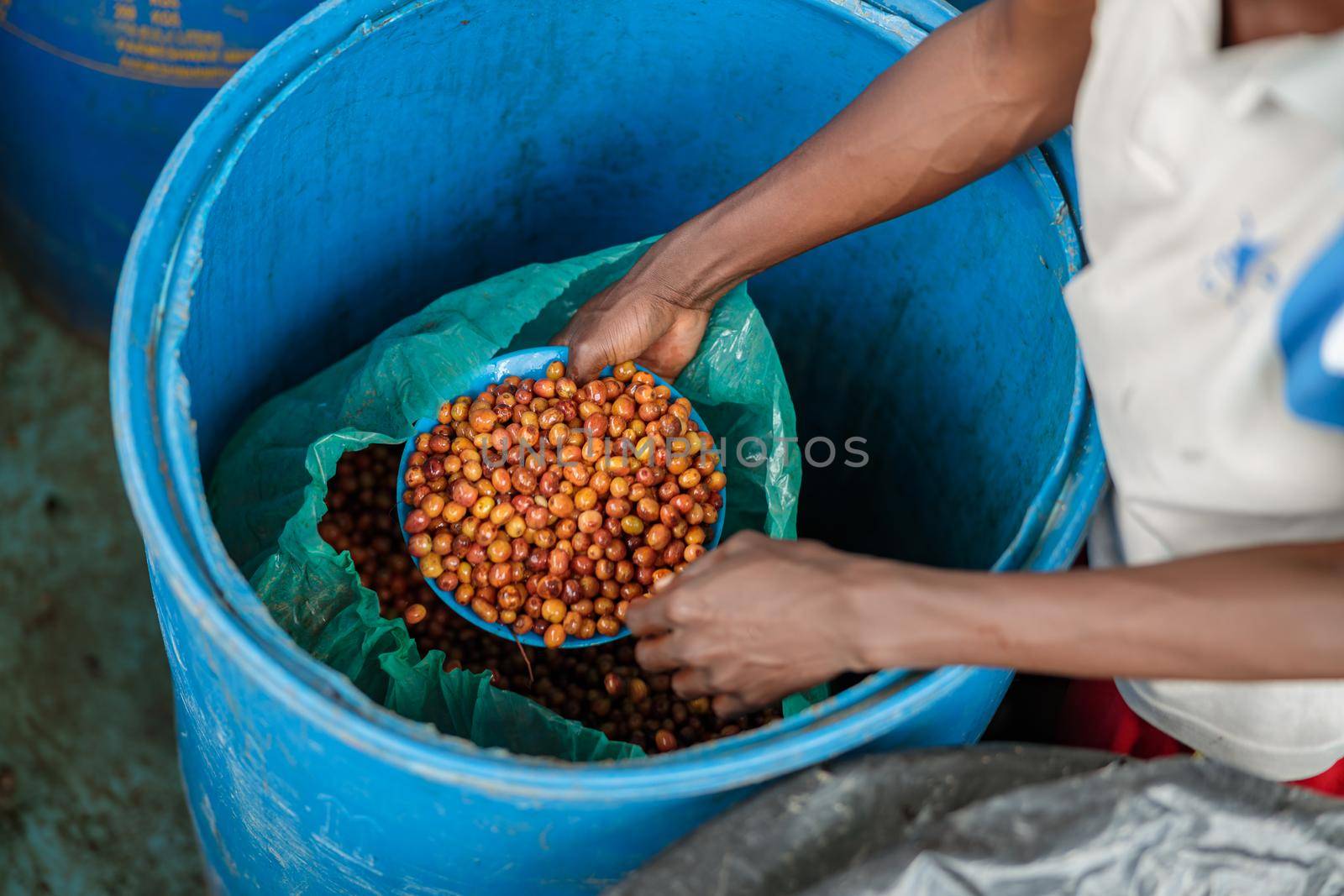 Top view of male worker putting coffee beans into a plastic container at farm