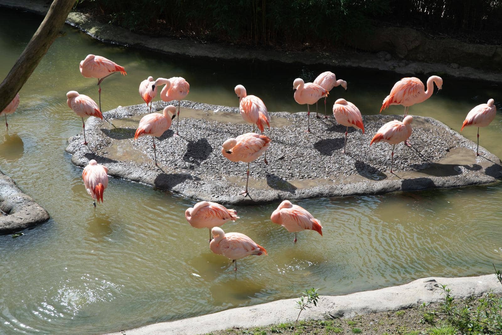Pink flamingos stand in the water and catch food,beautiful exotic birds by KaterinaDalemans