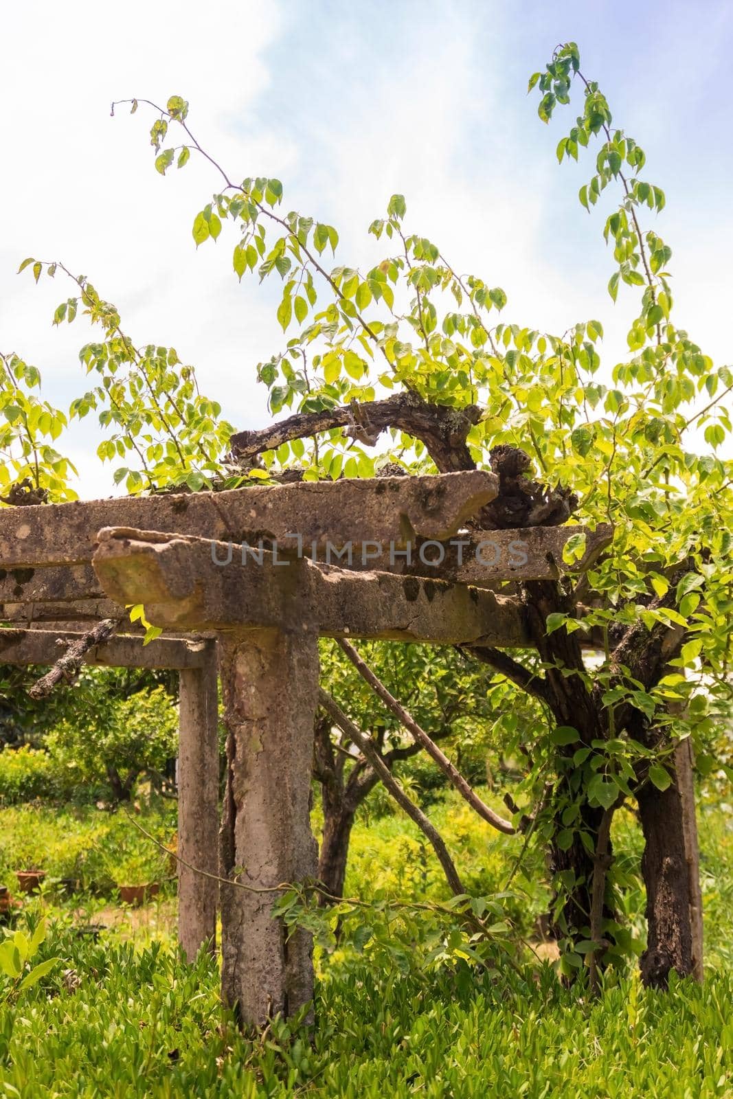 Concrete supports for grapes in an orchard on a sunny day