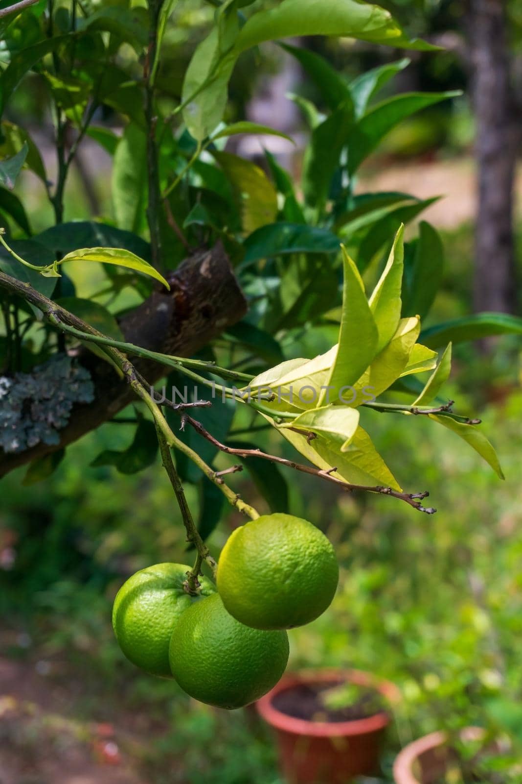 A branch with green ripening oranges in the garden near the house
