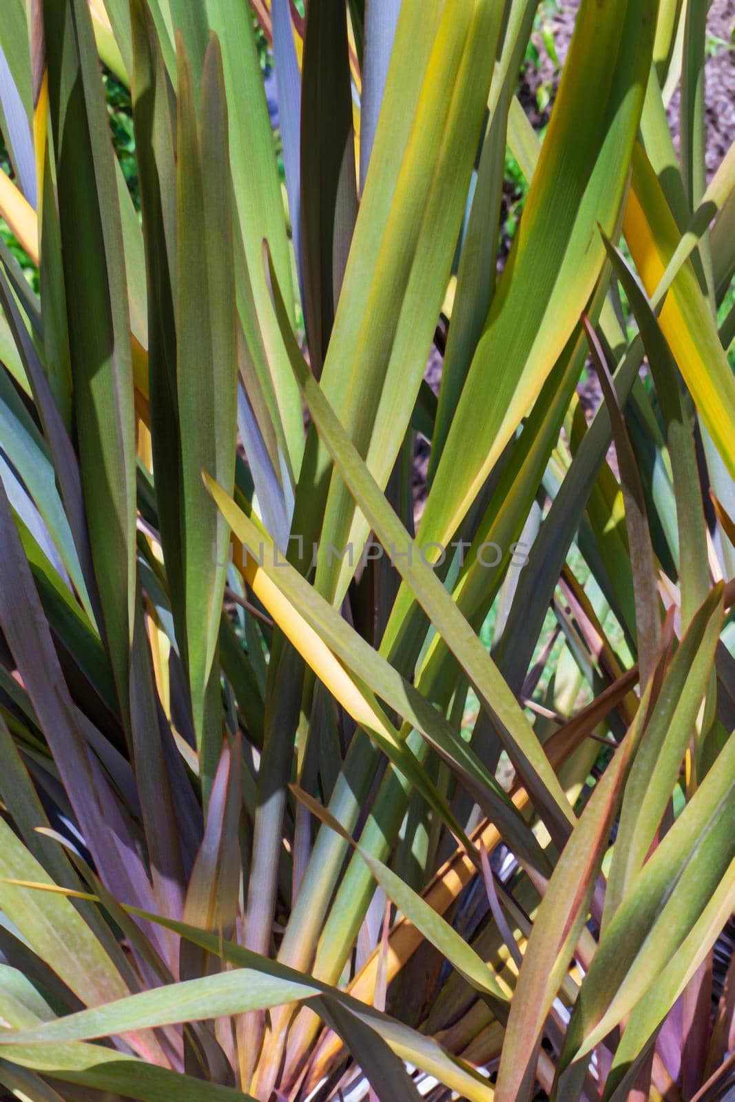 Long colorful leaves of New Zealand flax phormium tenax natural background