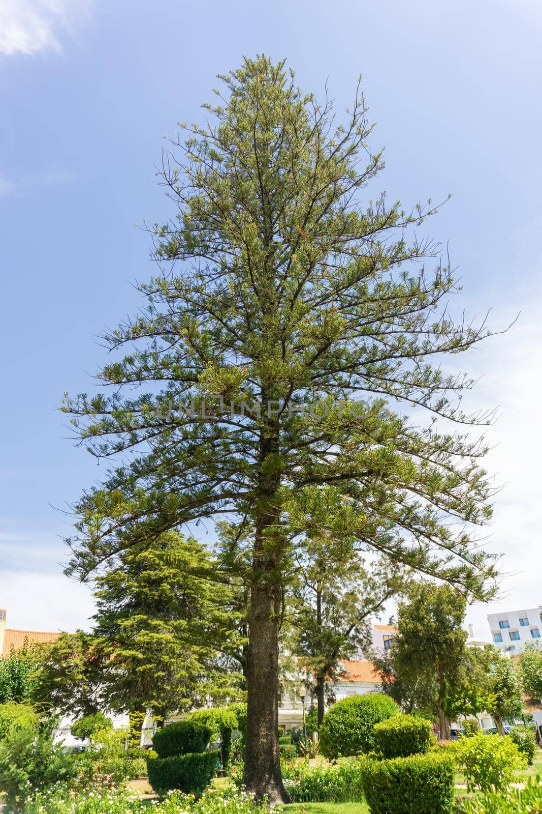 Large beautiful larch tree in a city park on a sunny day