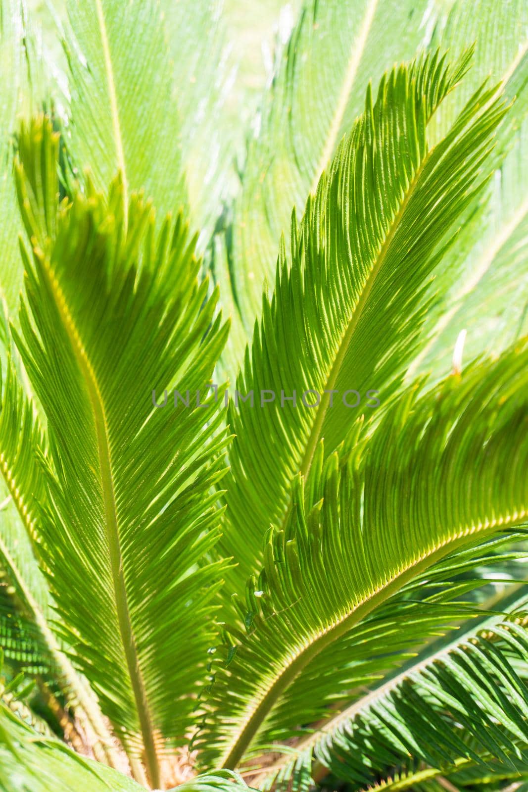 Juicy green leaves of cycas revoluta palm tree in sunlight natural background