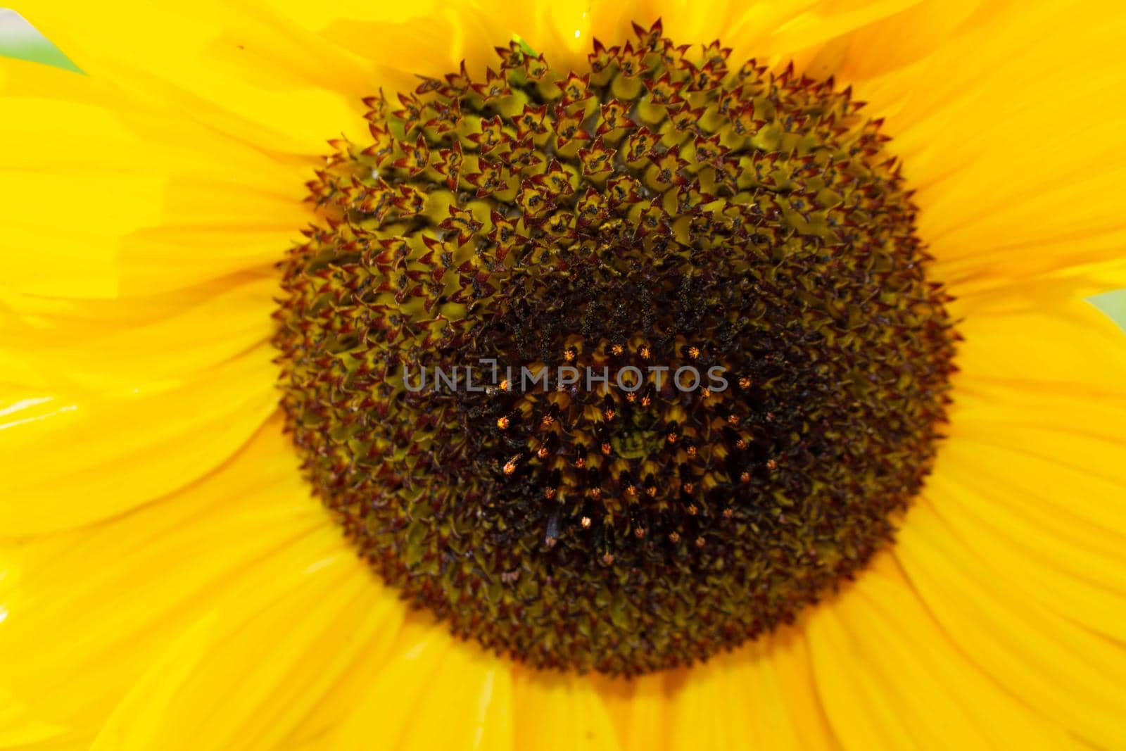 Bee collecting pollen from sunflowers head in the nature. by milastokerpro