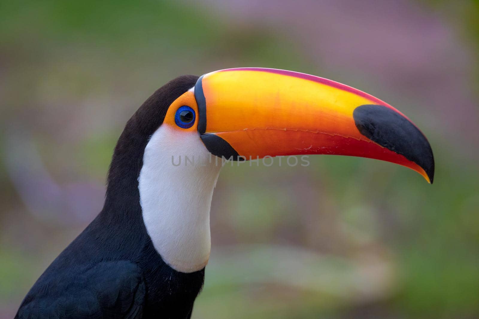 The Toco toucan, Ramphastos toco, is the largest of over 40 different species of toucan.