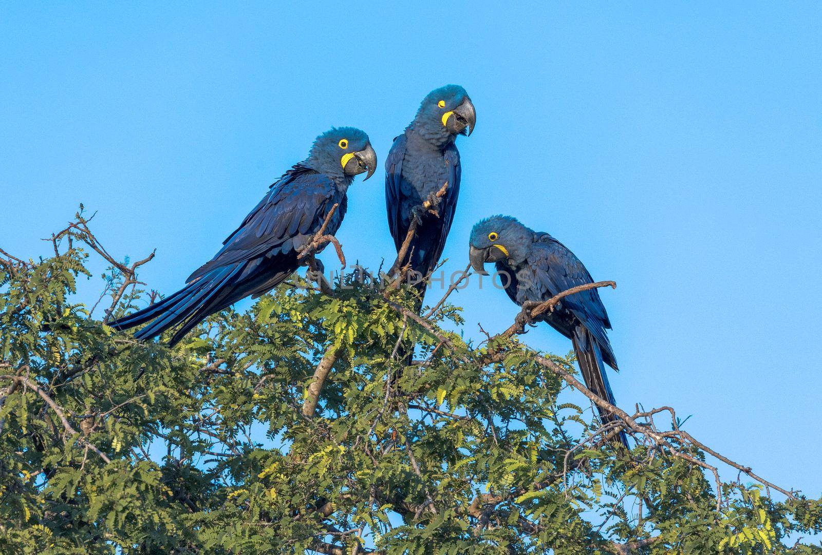 Hyacinth Macaws, Anodorhynchus hyacinthinus, are found in a limited range of South America, mainly in the Pantanal of Brazil and Bolivia. Their population is threatened by habitat loss, the pet trade and mechanized agriculture.