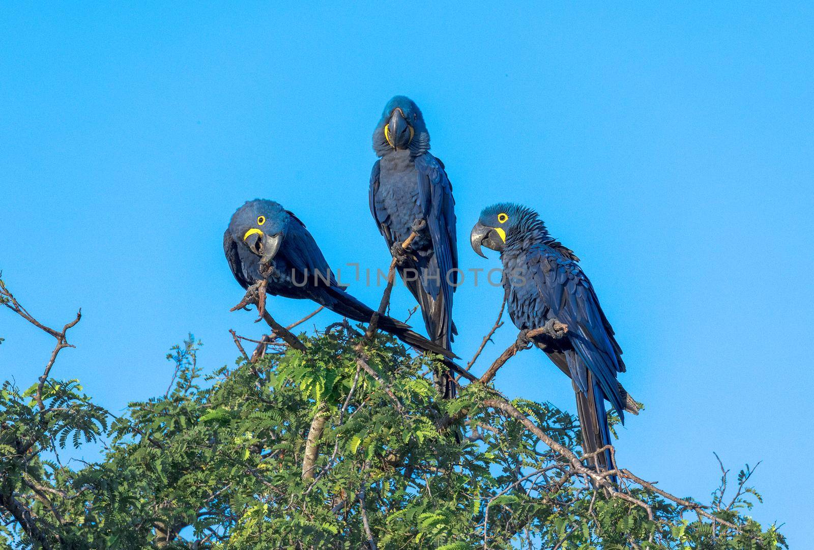Hyacinth Macaws, Anodorhynchus hyacinthinus, are found in a limited range of South America, mainly in the Pantanal of Brazil and Bolivia. Their population is threatened by habitat loss, the pet trade and mechanized agriculture.