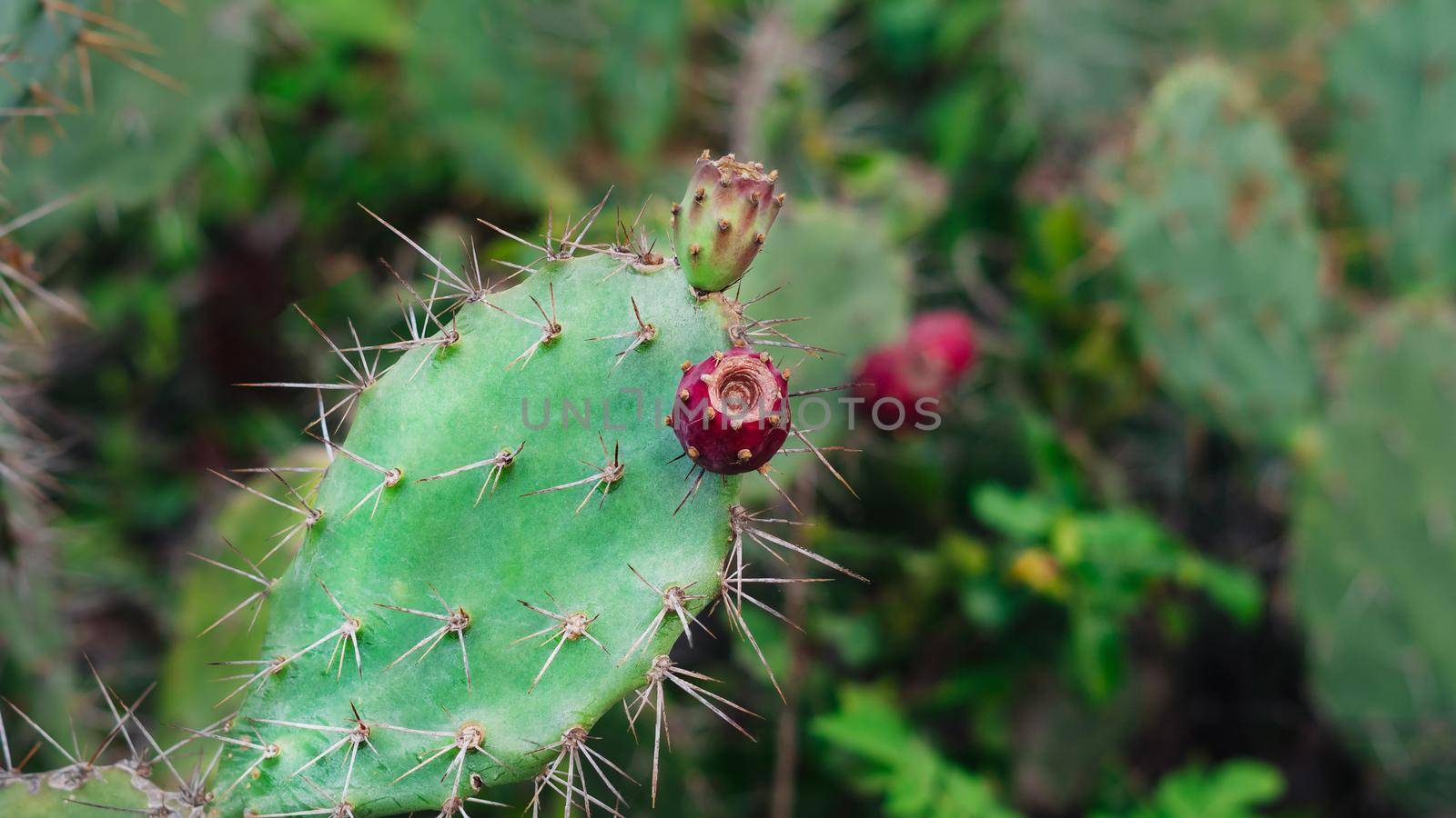 Wild Asia Cacti Opuntia or prickly pear tuna sabra nopal paddle. Cute wallpaper for Cactus lovers. Close-up green plant thick fleshy stem bears long sharp spines, lacks leaves, red fruit like ball.