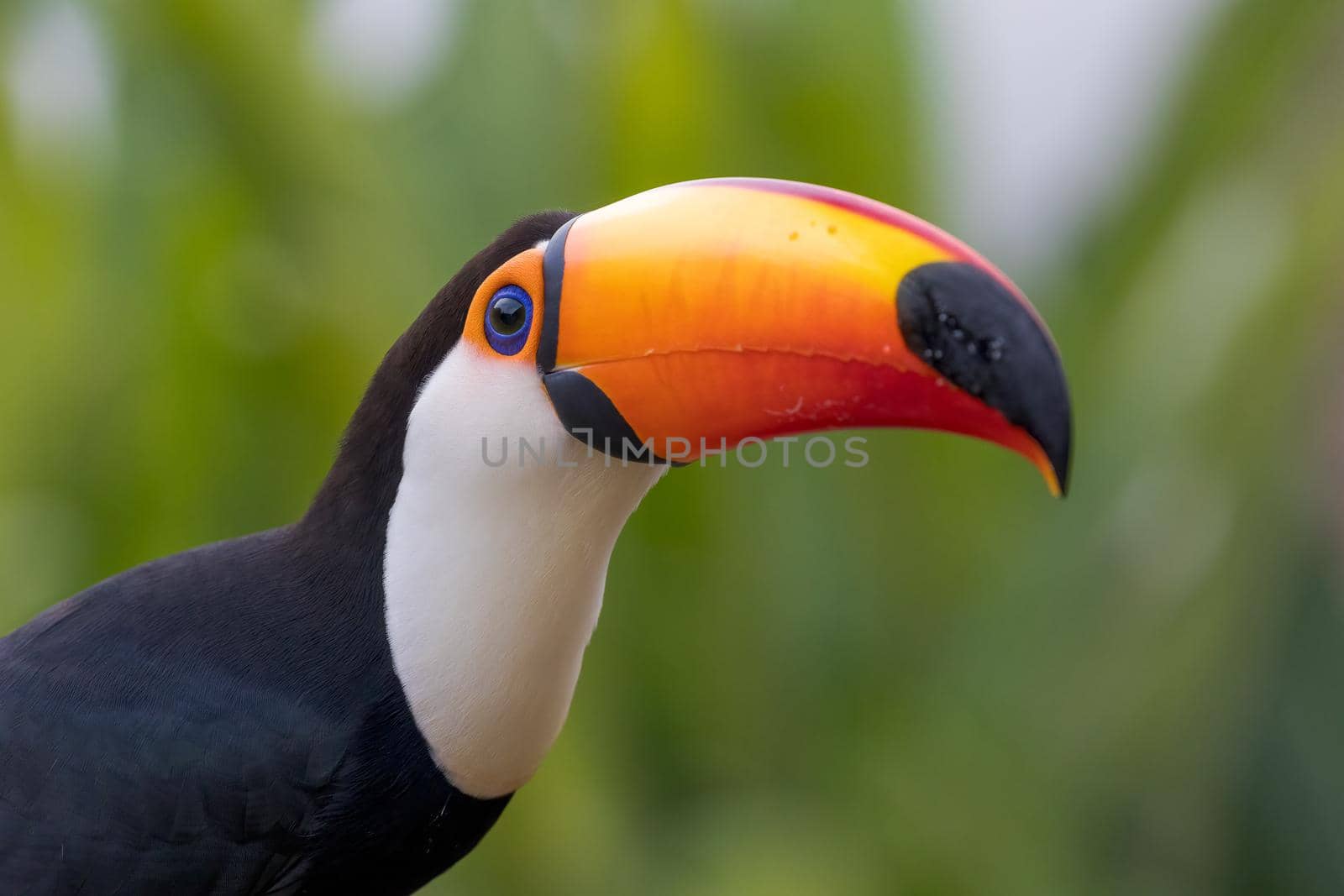 The Toco toucan, Ramphastos toco, is the largest of over 40 different species of toucan.