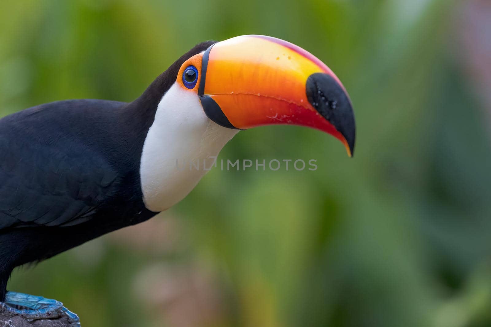 The Toco toucan, Ramphastos toco, is the largest of over 40 different species of toucan.