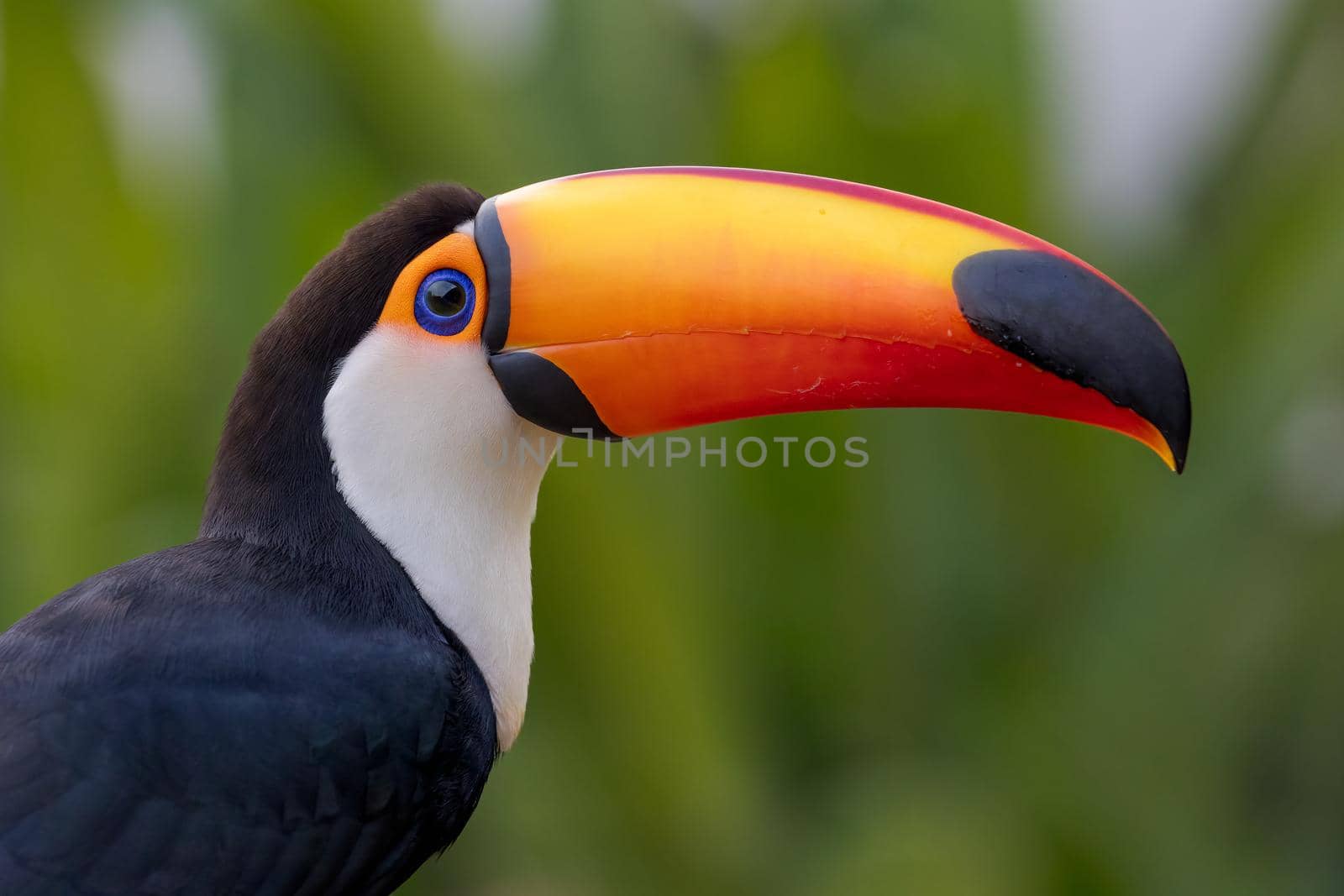 The Toco toucan, Ramphastos toco, is the largest of over 40 different species of toucan.