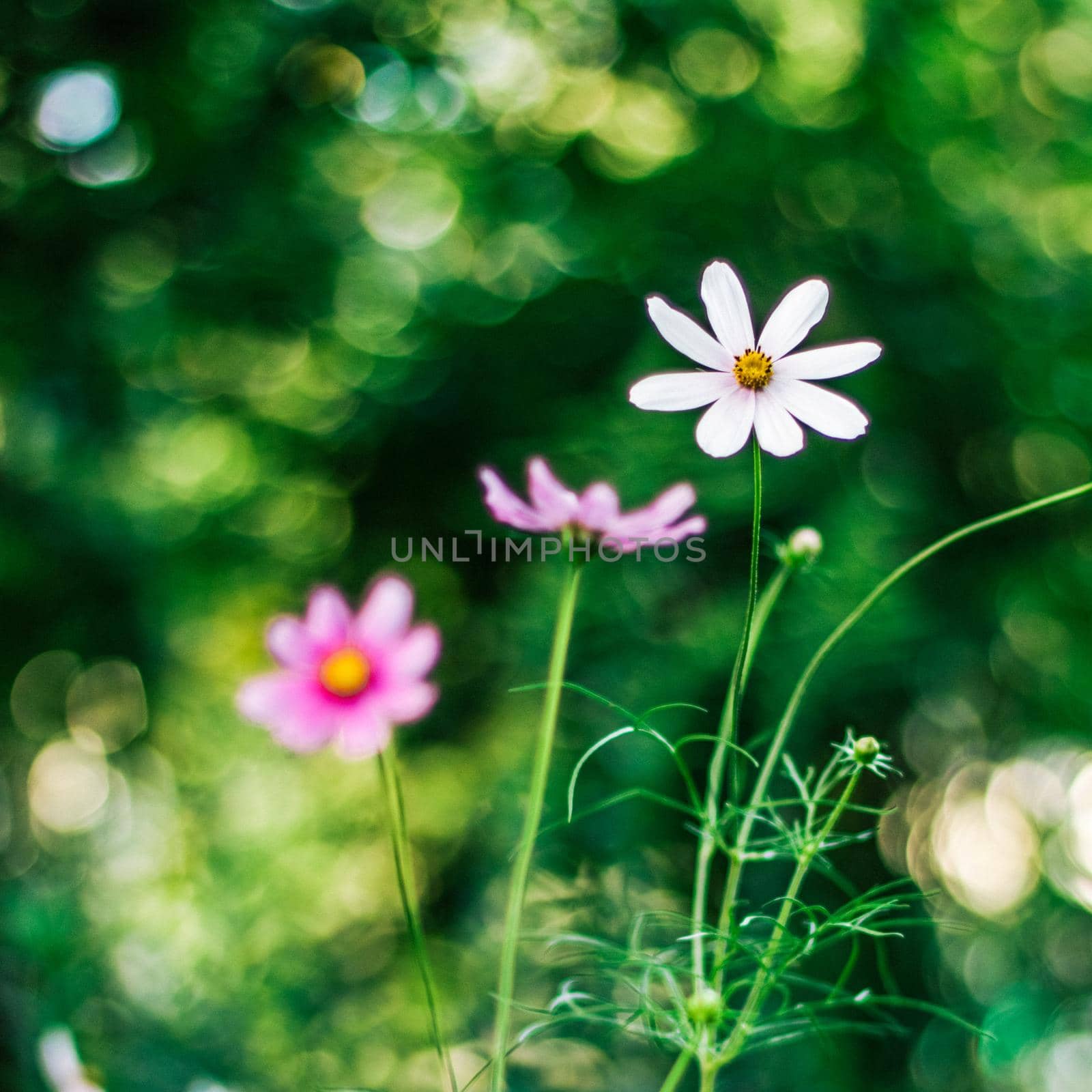 daisy garden - gardening, flowers and nature styled concept, elegant visuals