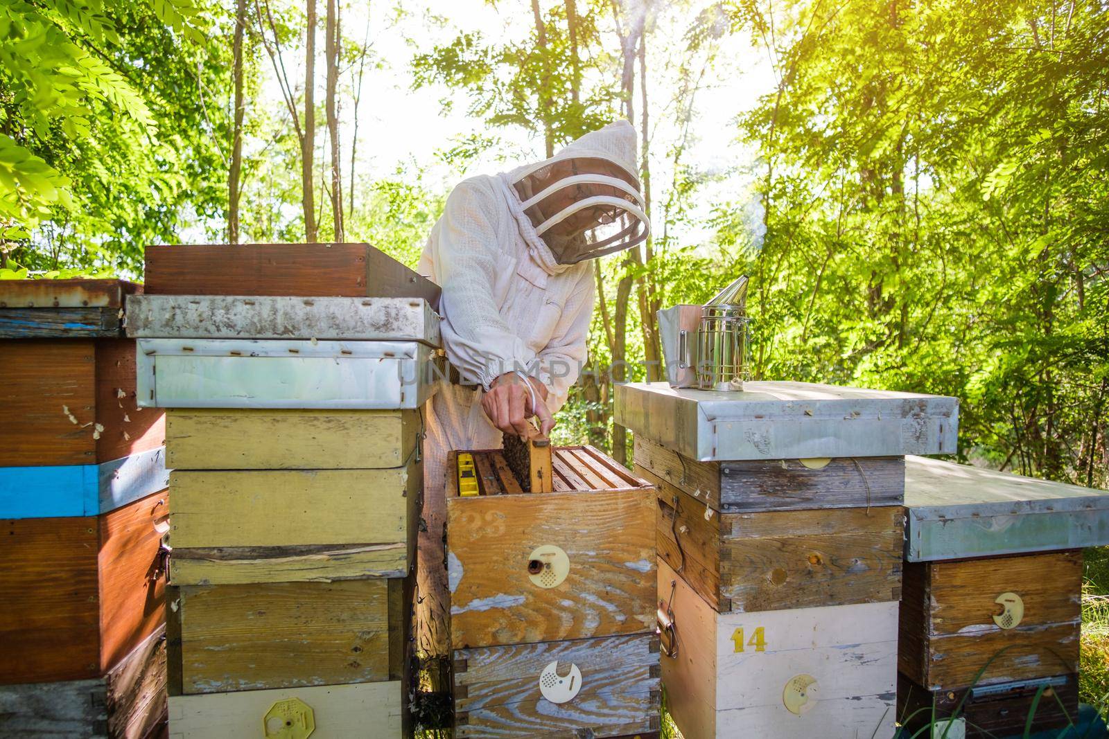 Beekeeper is examining his beehives in forest. Beekeeping professional occupation.