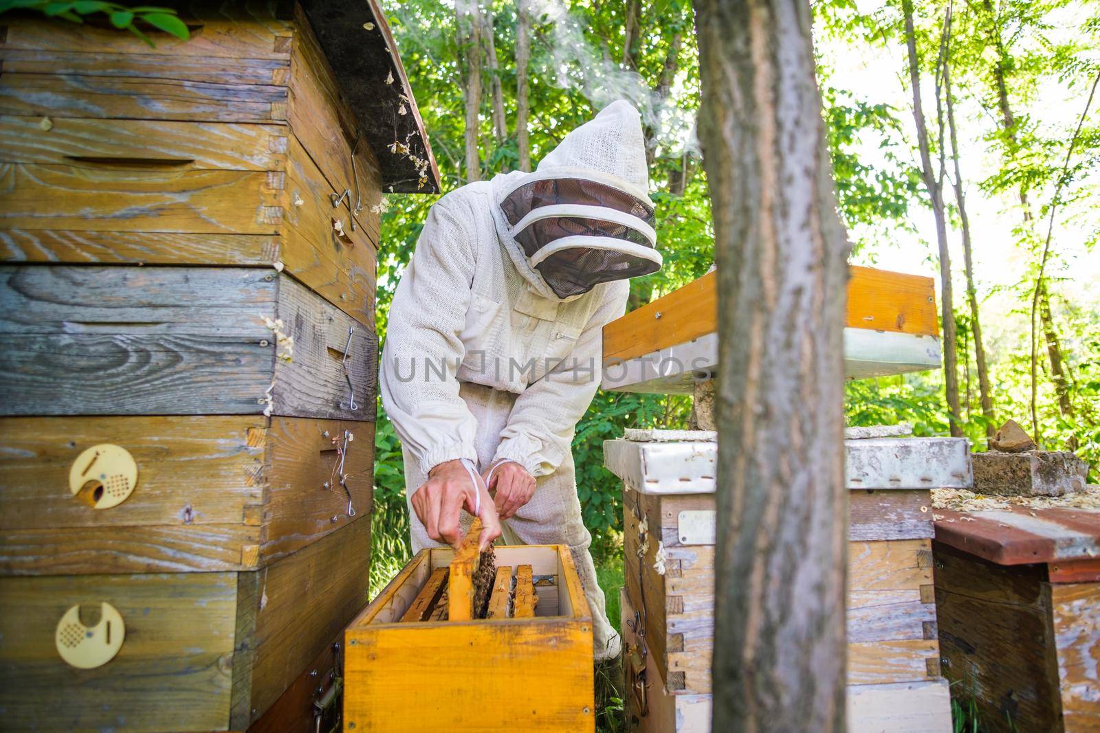 Beekeeper is examining his beehives in forest. Beekeeping professional occupation.