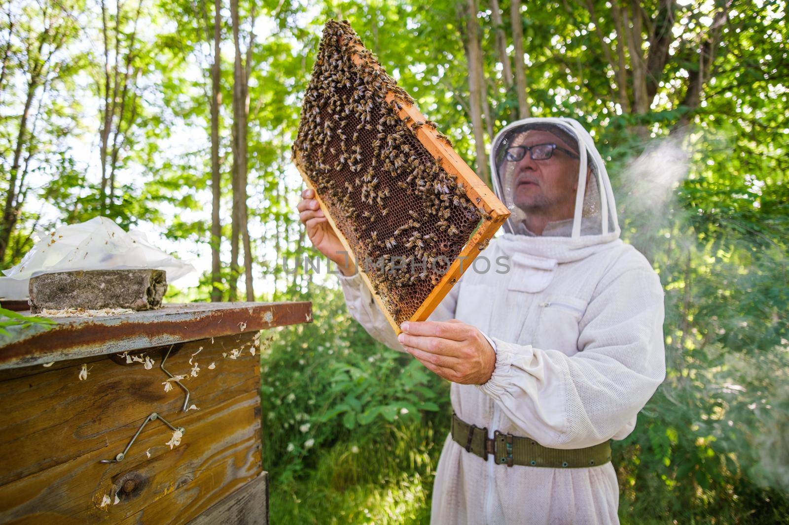 Beekeeping by djoronimo