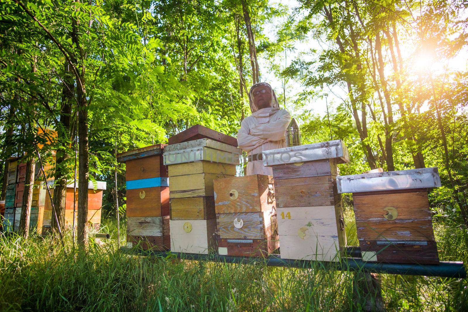 Beekeeper is examining his beehives in forest. Beekeeping professional occupation.